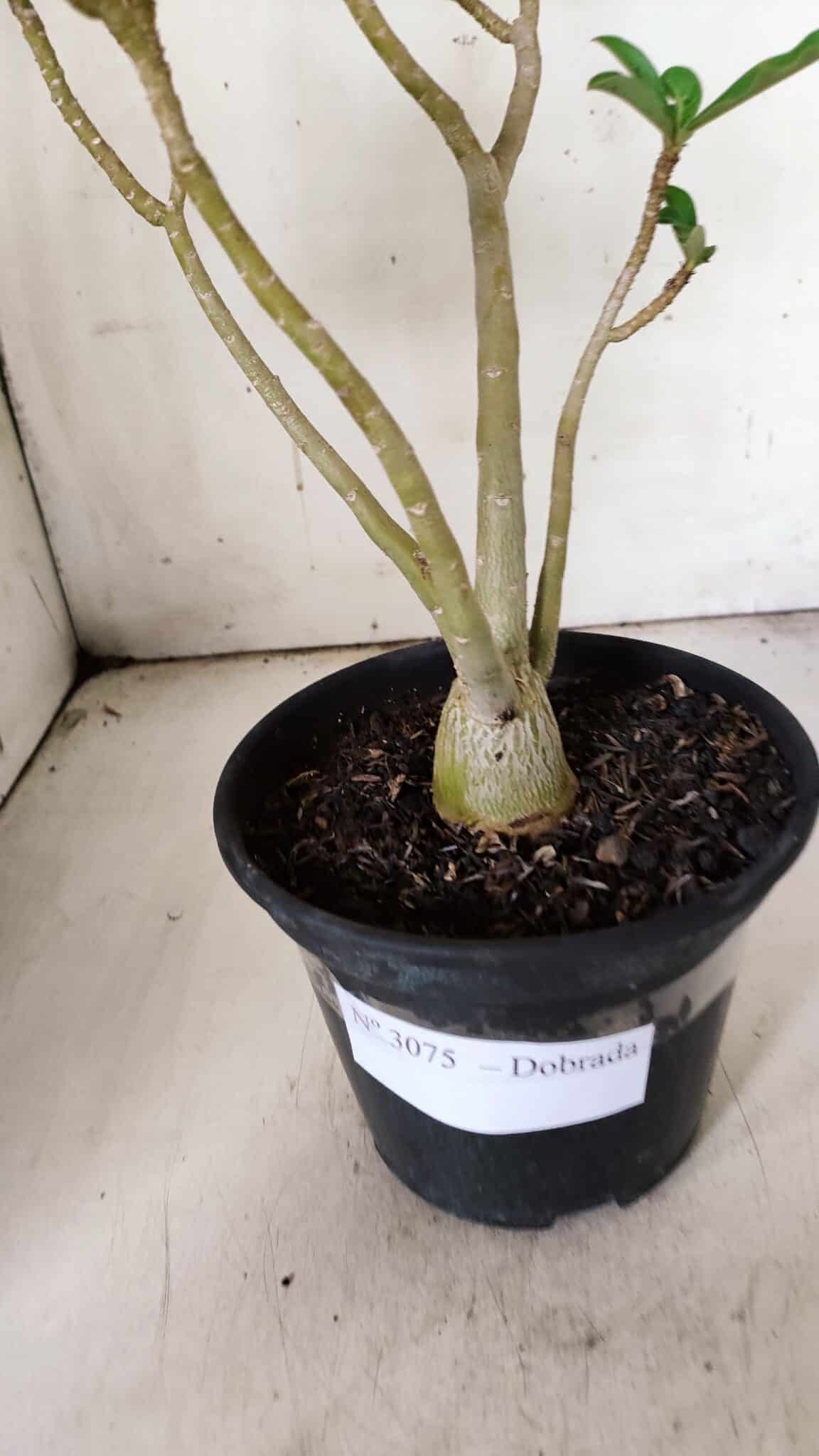 Planta Dobrada 3075 – 30cm – 02 anos