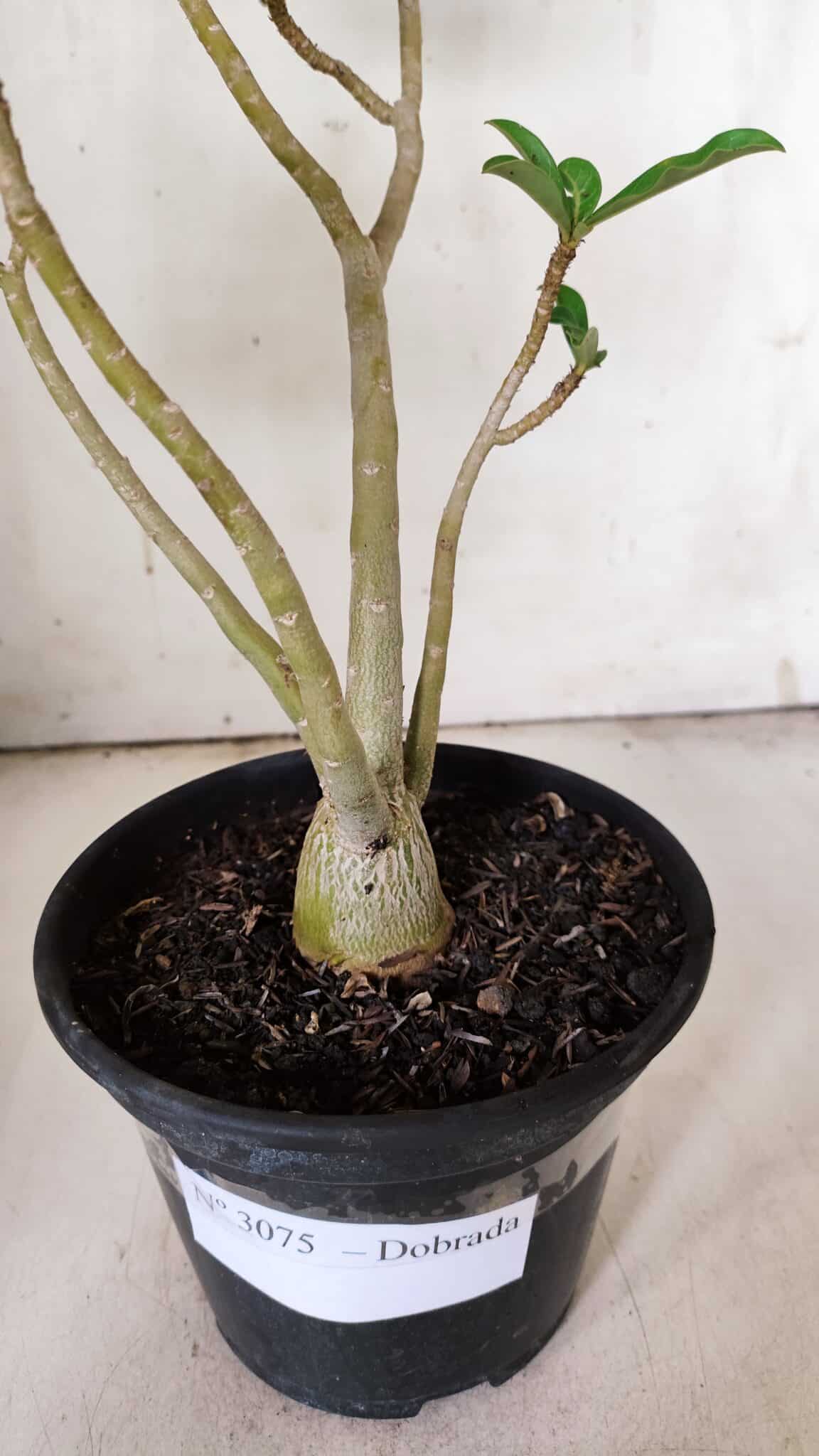 Planta Dobrada 3075 – 30cm – 02 anos
