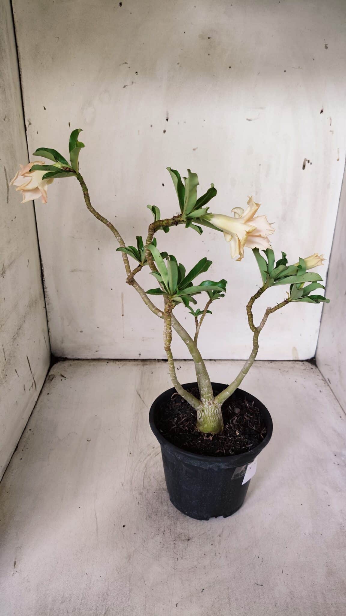 Planta Dobrada 3075 – 30cm – 02 anos