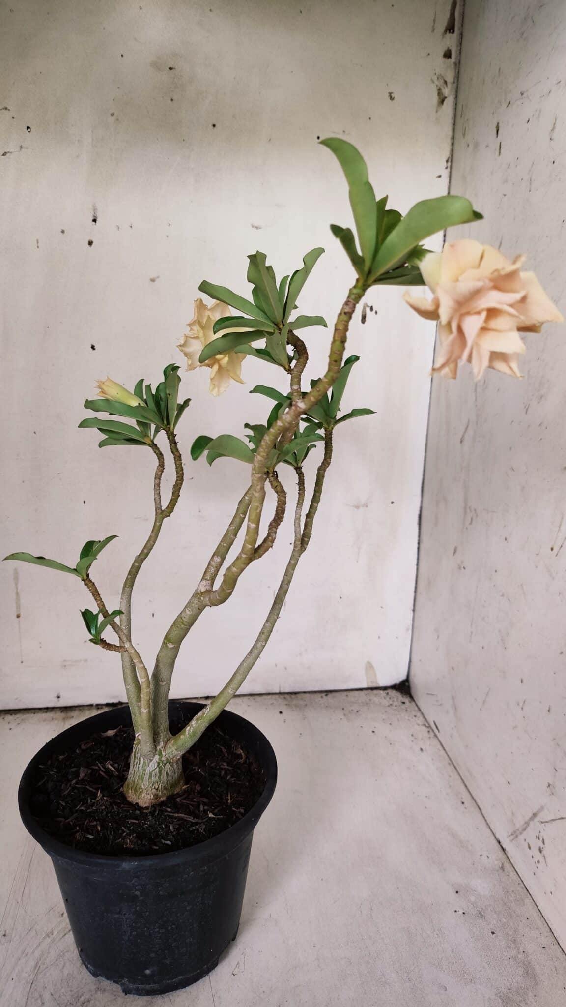 Planta Dobrada 3075 – 30cm – 02 anos