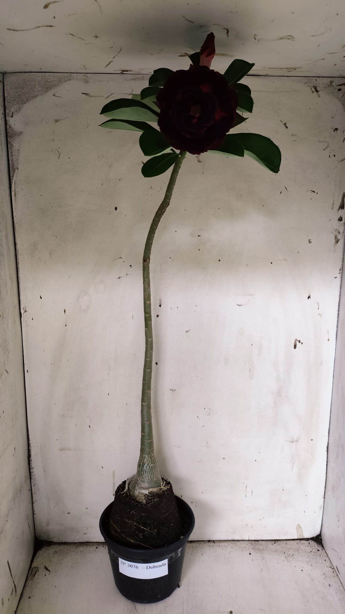Planta Dobrada 3076 – 40cm – 03 anos