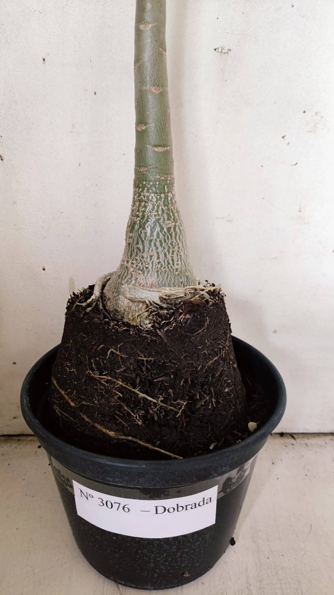Planta Dobrada 3076 – 40cm – 03 anos
