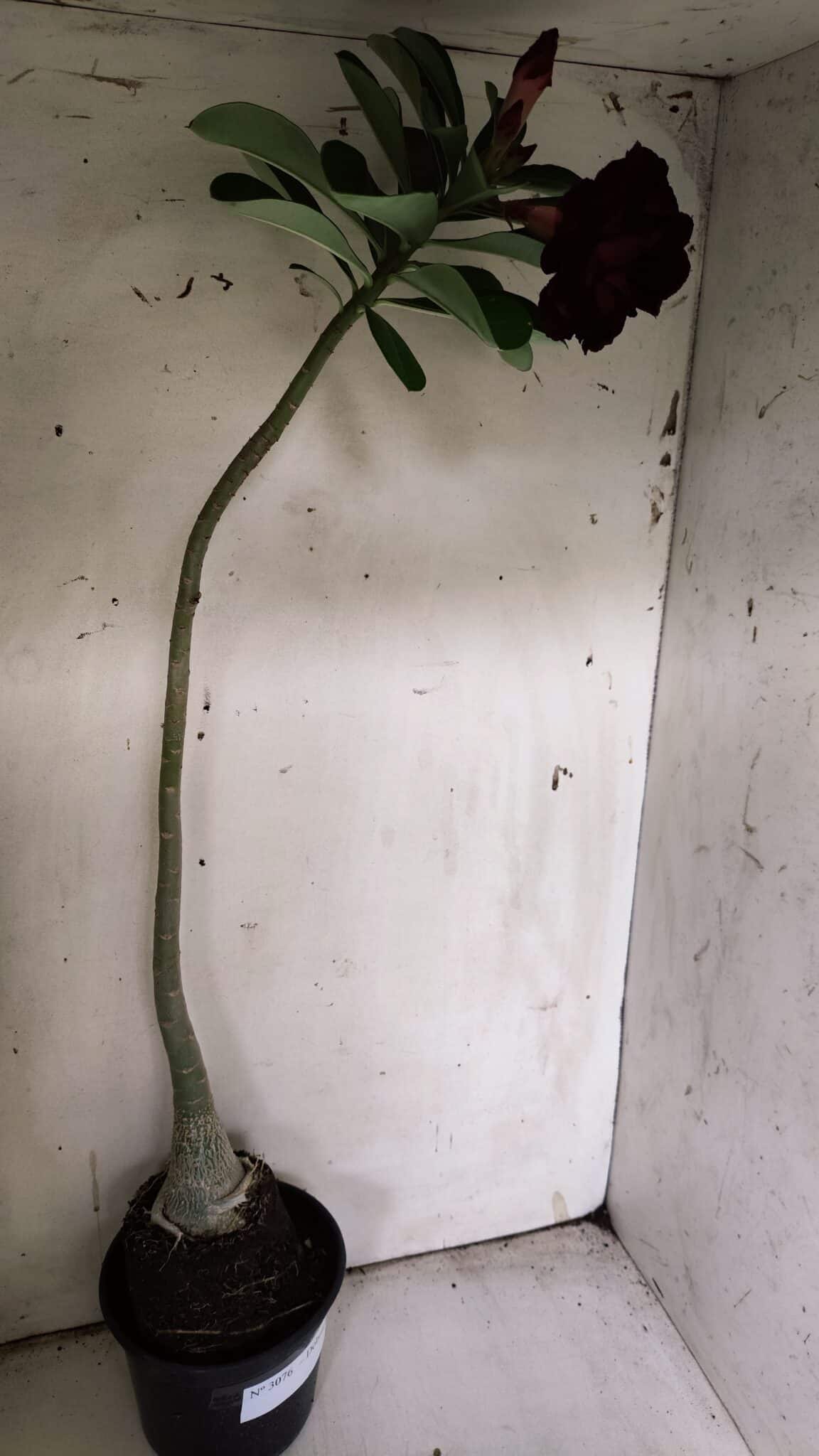 Planta Dobrada 3076 – 40cm – 03 anos
