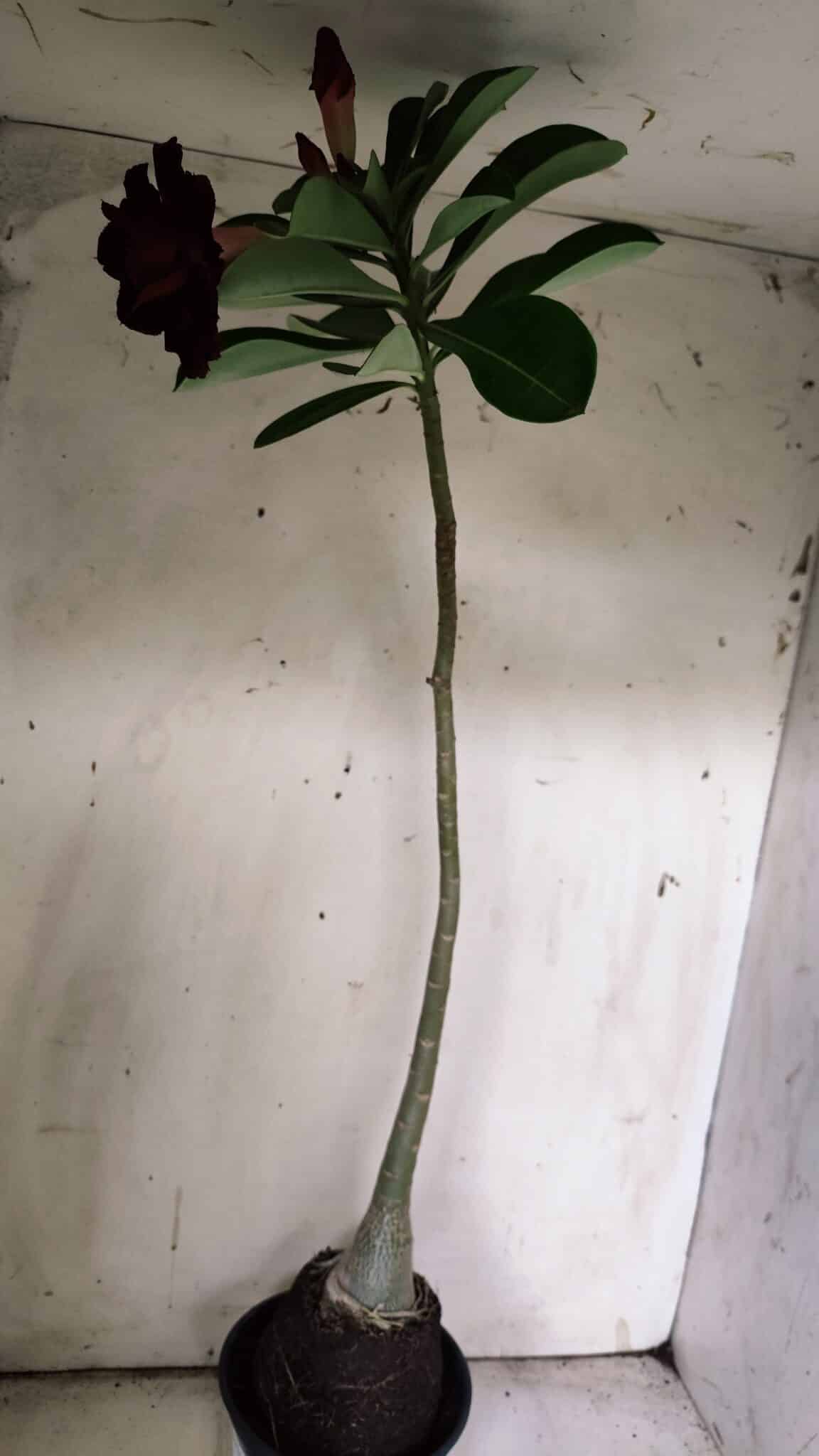 Planta Dobrada 3076 – 40cm – 03 anos