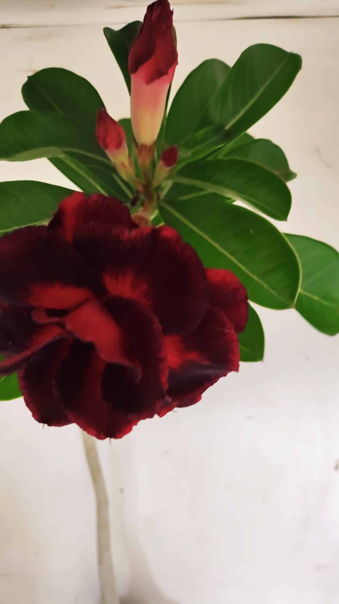 Planta Dobrada 3076 – 40cm – 03 anos