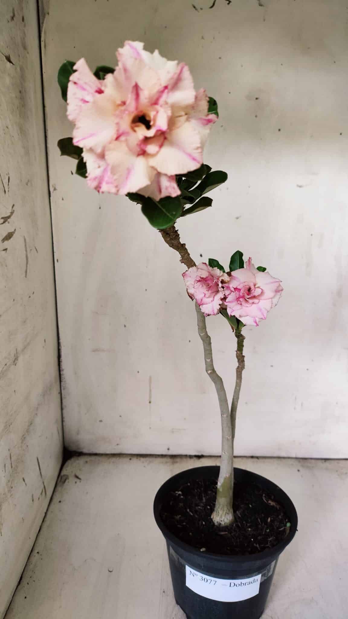 Planta Dobrada 3077 – 30cm – 02 anos