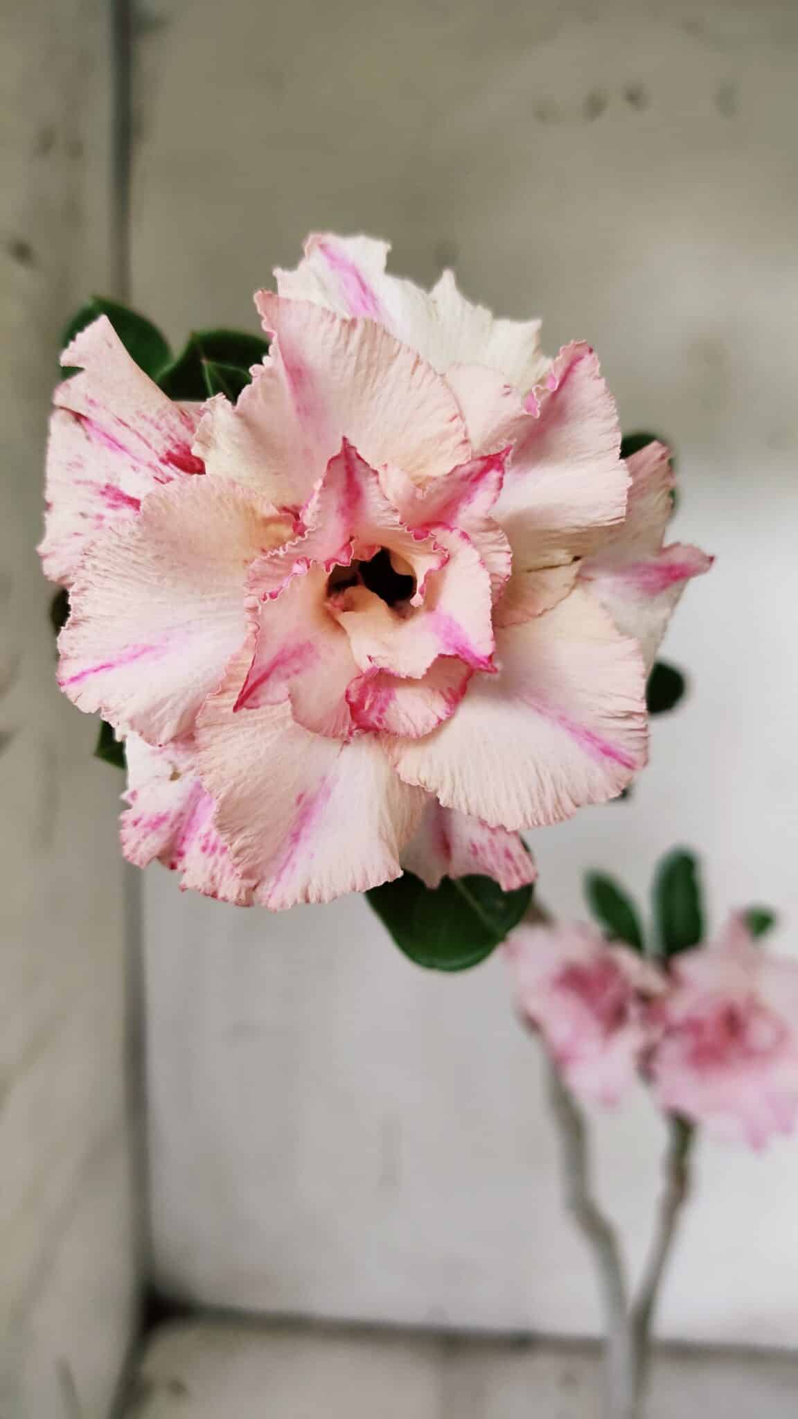 Planta Dobrada 3077 – 30cm – 02 anos