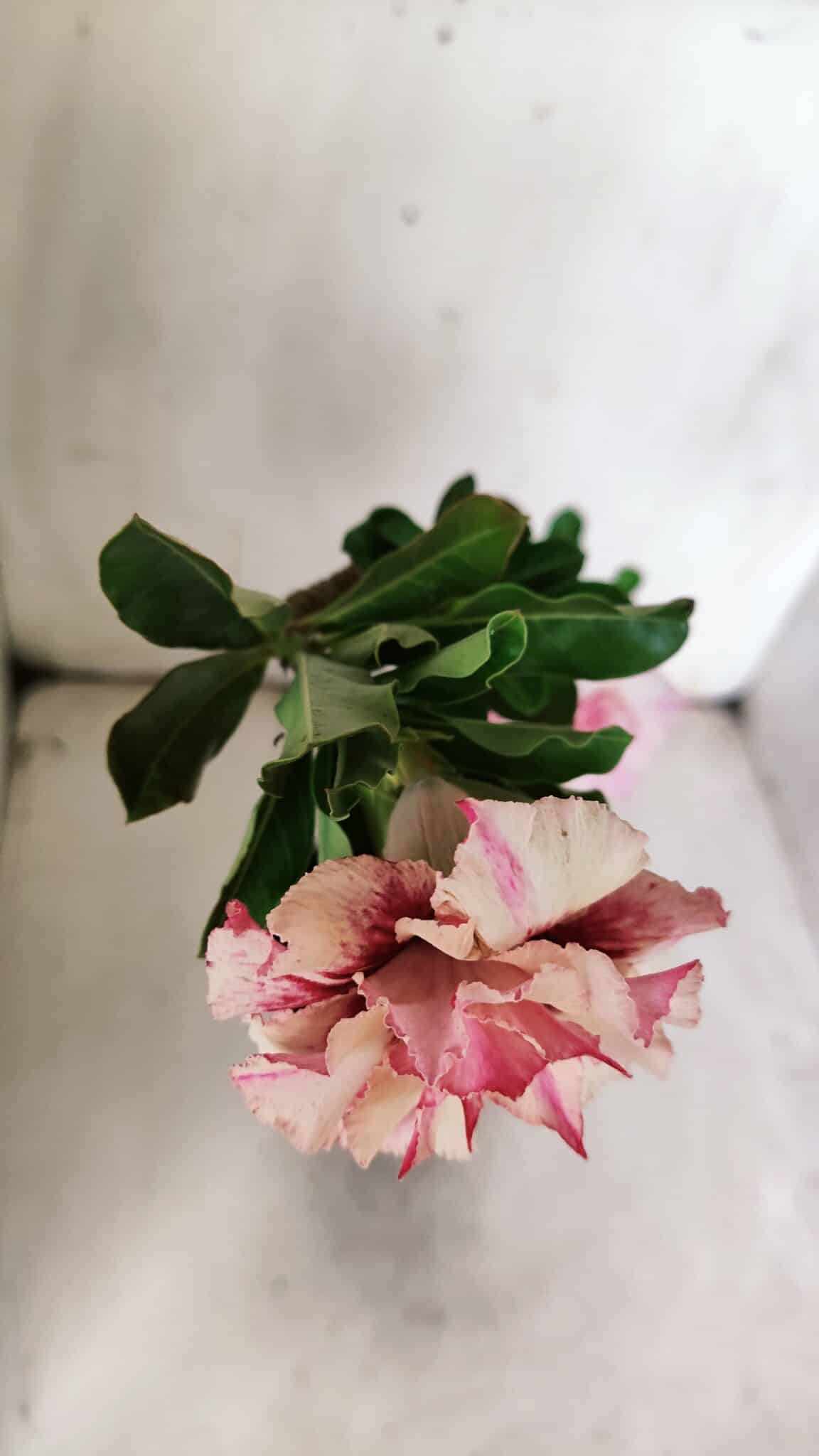 Planta Dobrada 3077 – 30cm – 02 anos