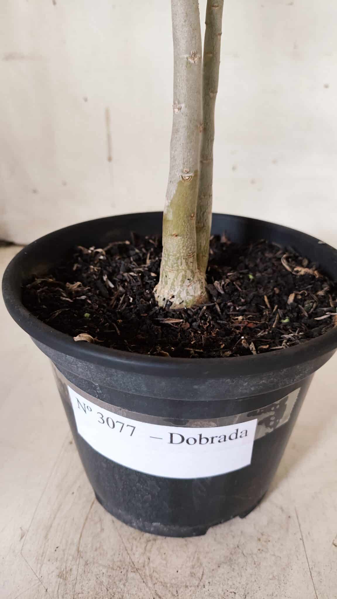 Planta Dobrada 3077 – 30cm – 02 anos
