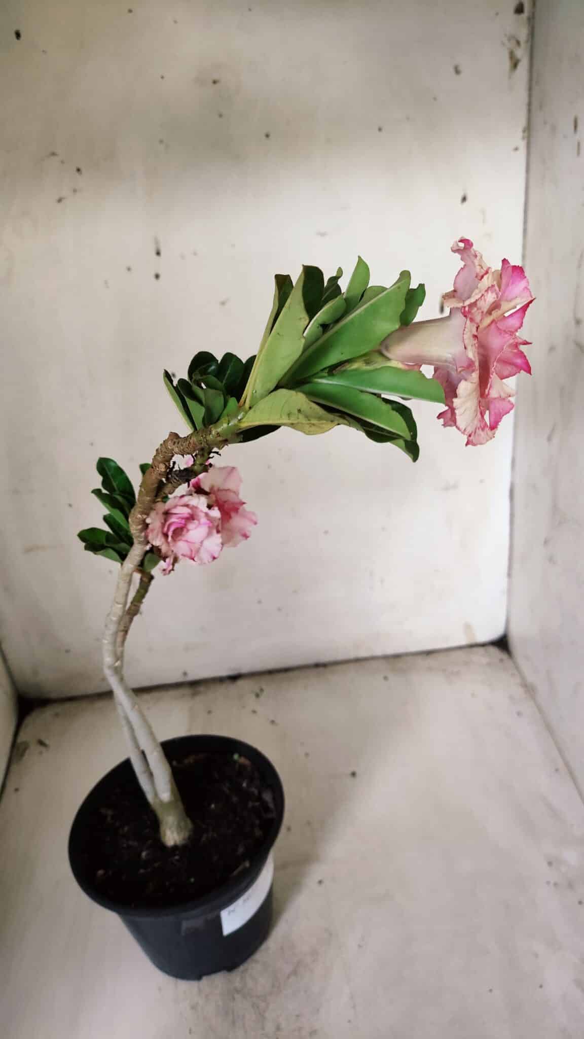 Planta Dobrada 3077 – 30cm – 02 anos