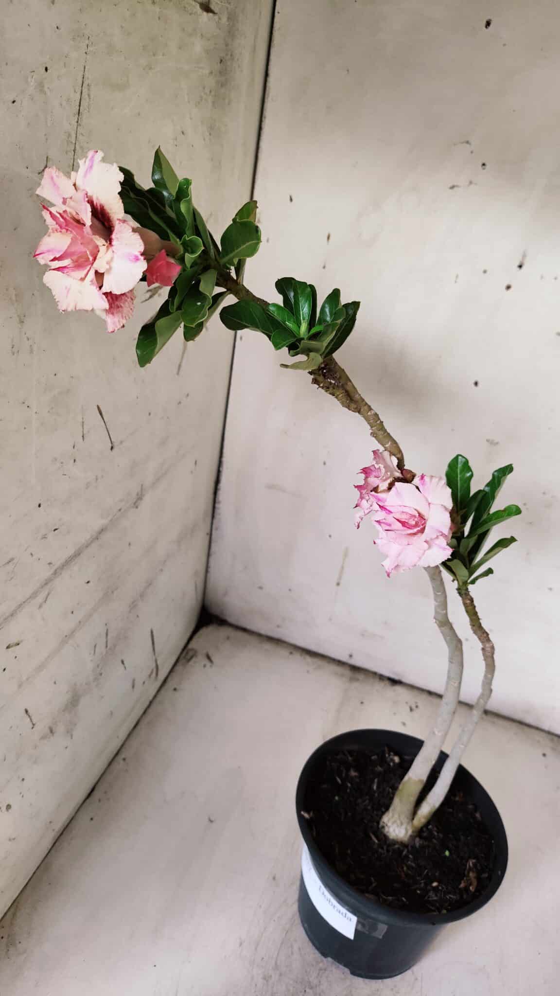 Planta Dobrada 3077 – 30cm – 02 anos