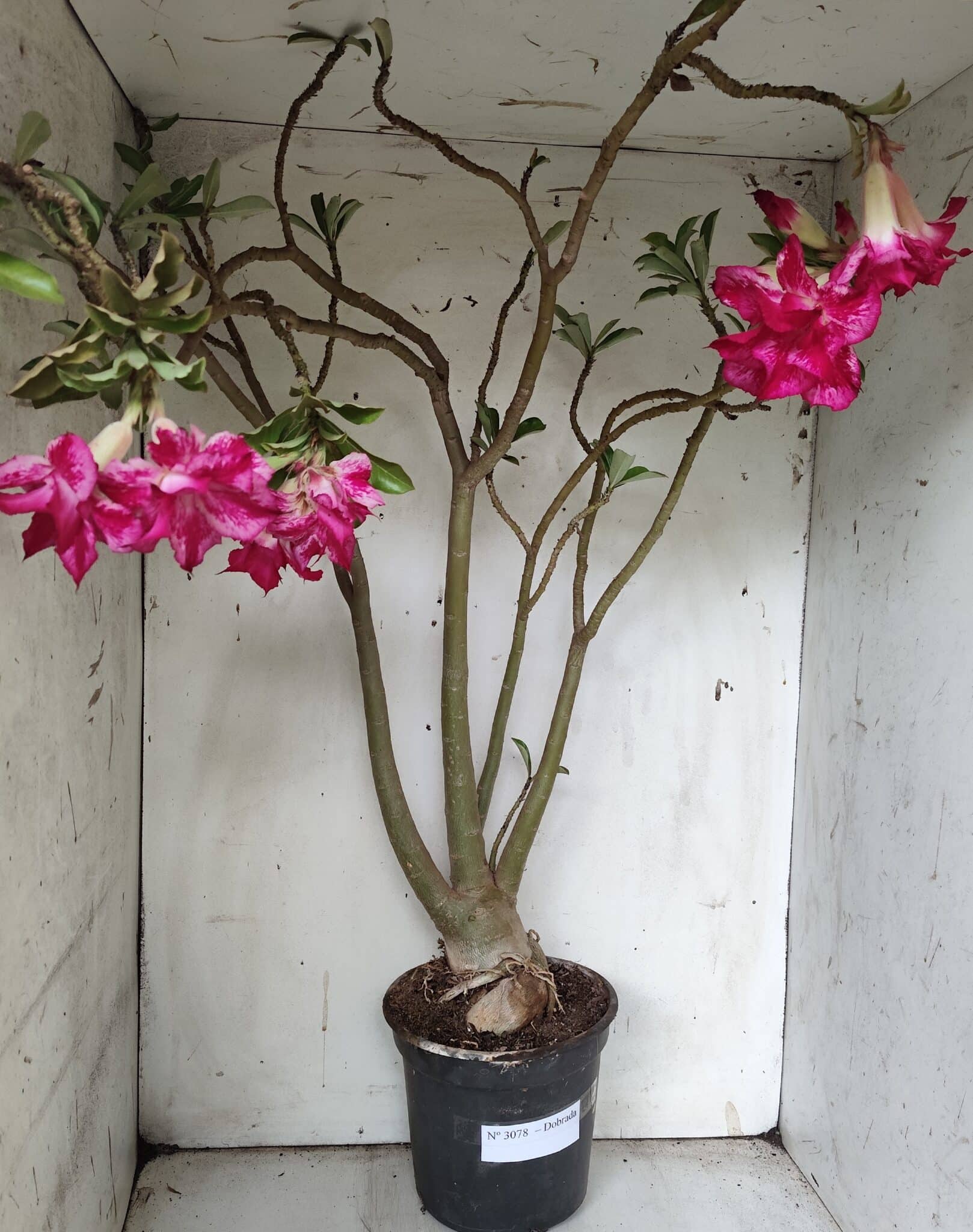 Planta Dobrada 3078 – 60cm – 05 anos