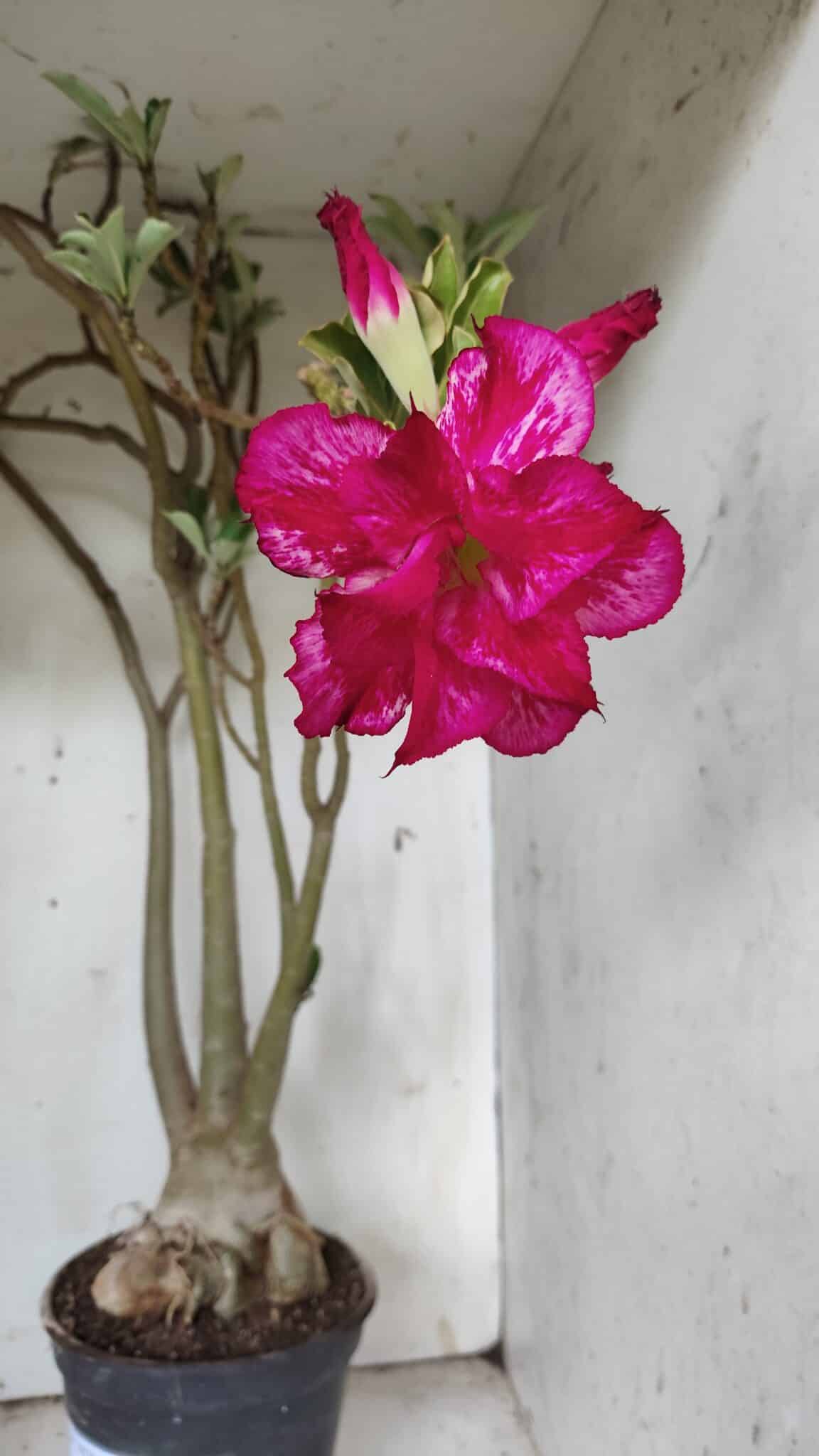 Planta Dobrada 3078 – 60cm – 05 anos