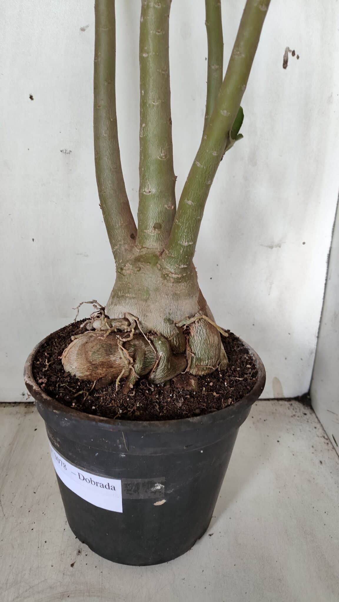 Planta Dobrada 3078 – 60cm – 05 anos