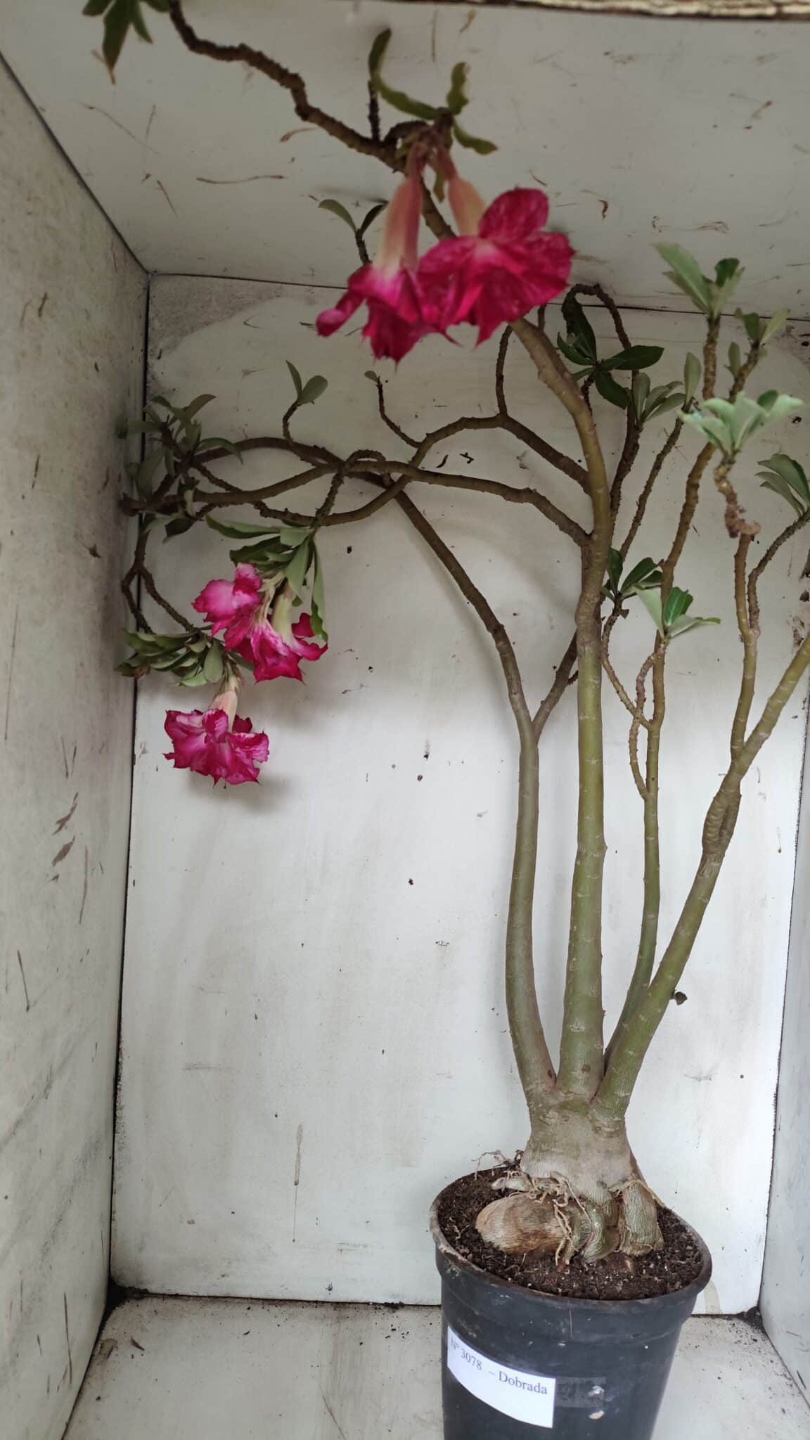 Planta Dobrada 3078 – 60cm – 05 anos