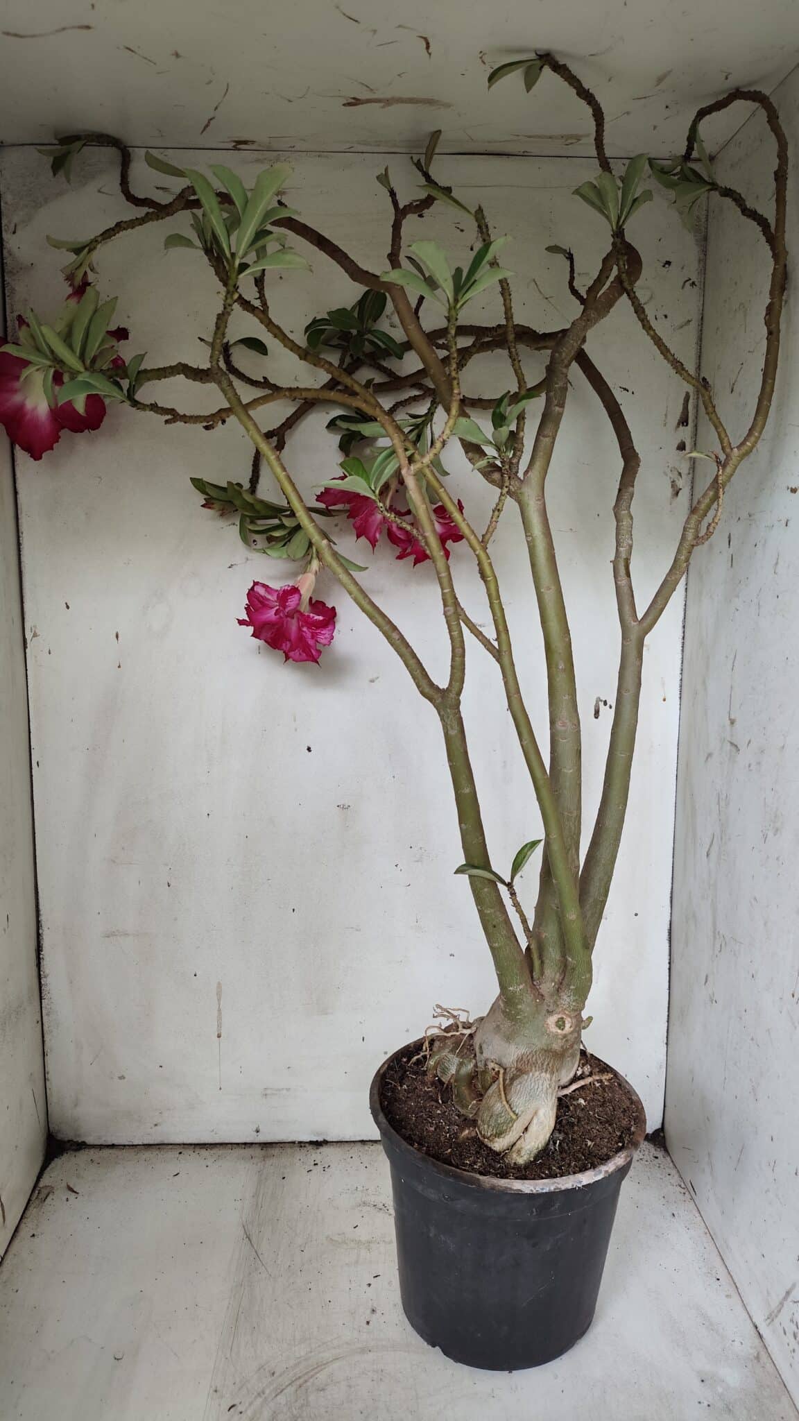 Planta Dobrada 3078 – 60cm – 05 anos