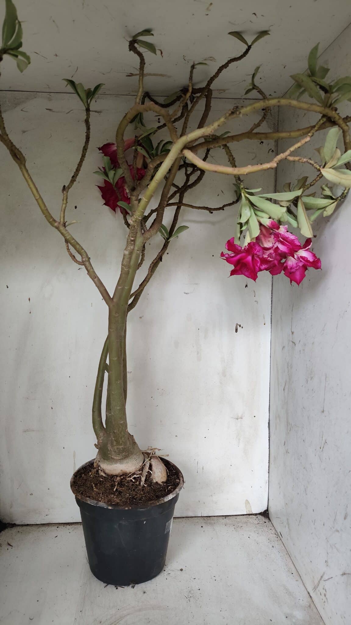 Planta Dobrada 3078 – 60cm – 05 anos