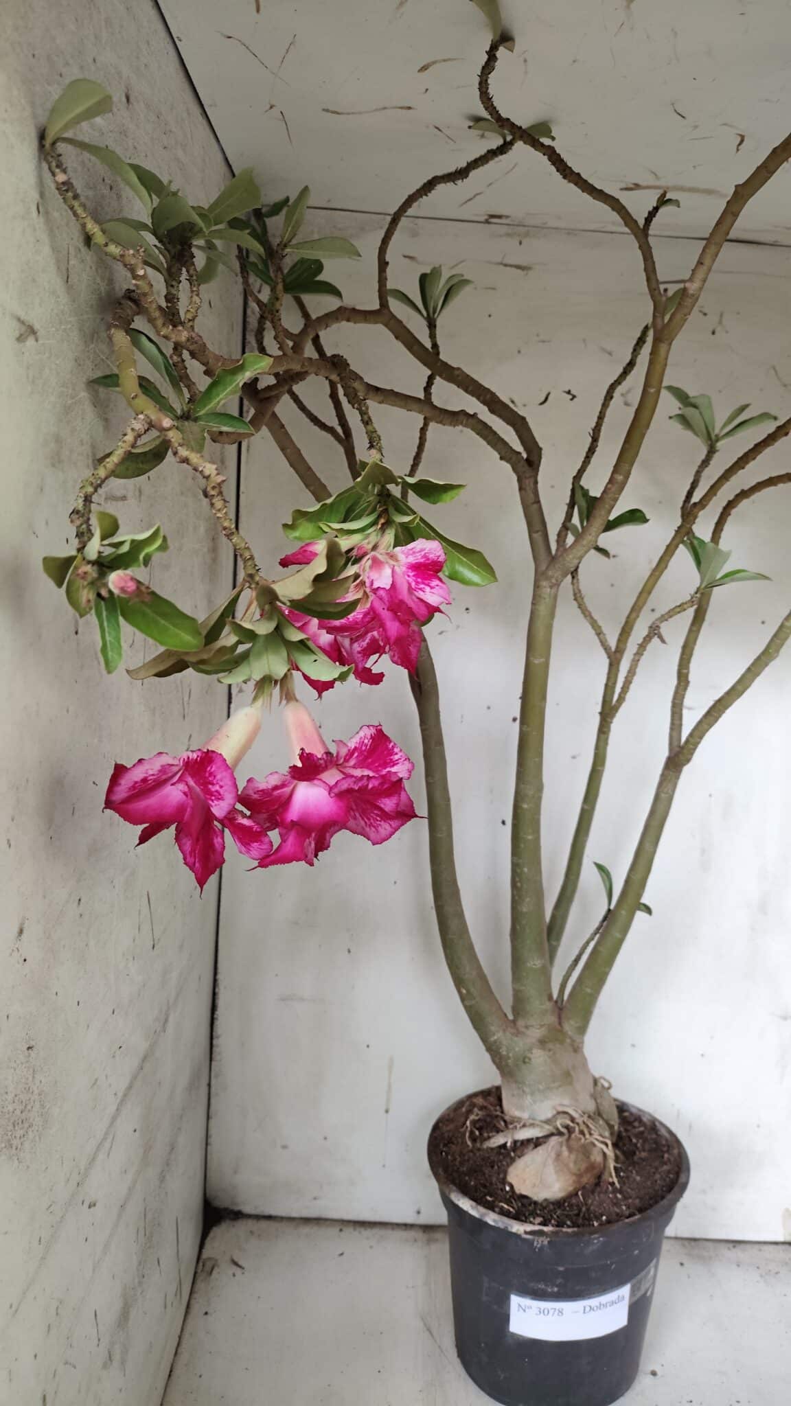 Planta Dobrada 3078 – 60cm – 05 anos