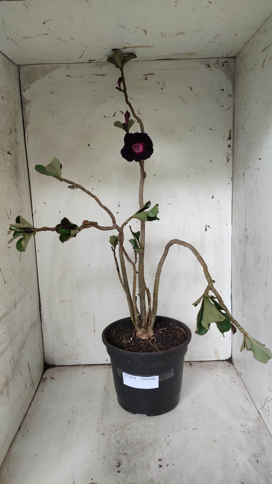 Planta Dobrada 3079 – 40cm – 03 anos