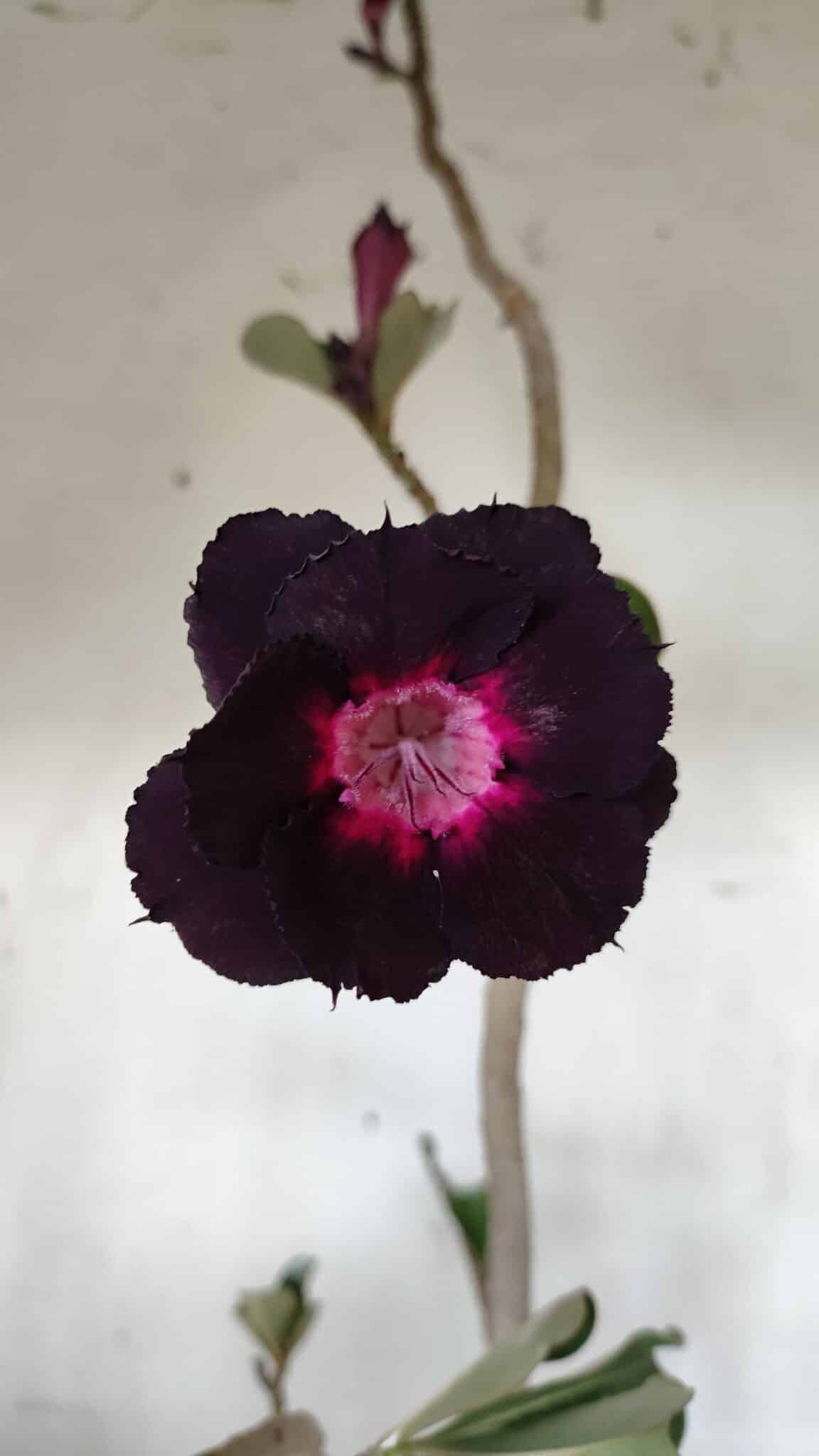 Planta Dobrada 3079 – 40cm – 03 anos