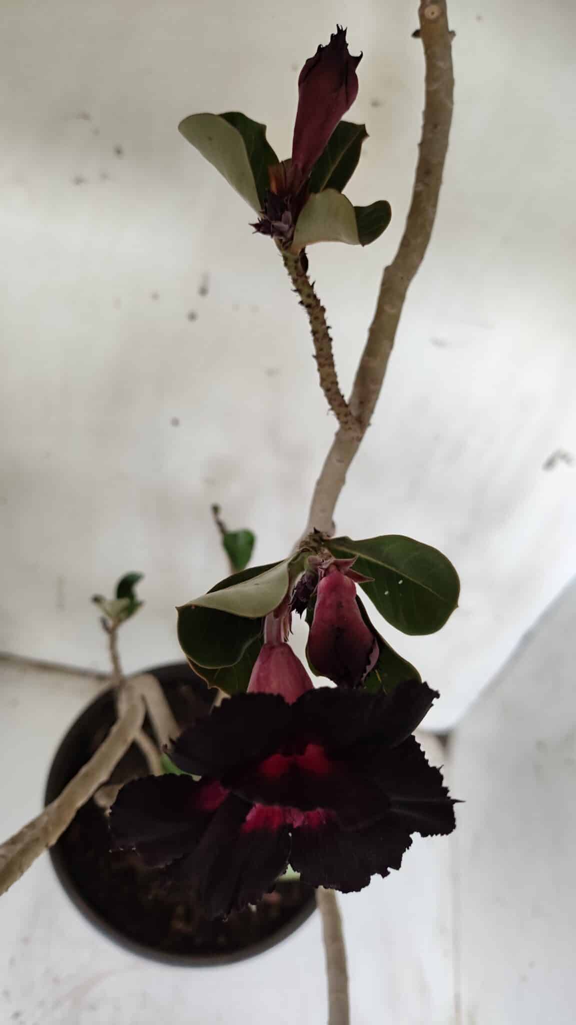 Planta Dobrada 3079 – 40cm – 03 anos