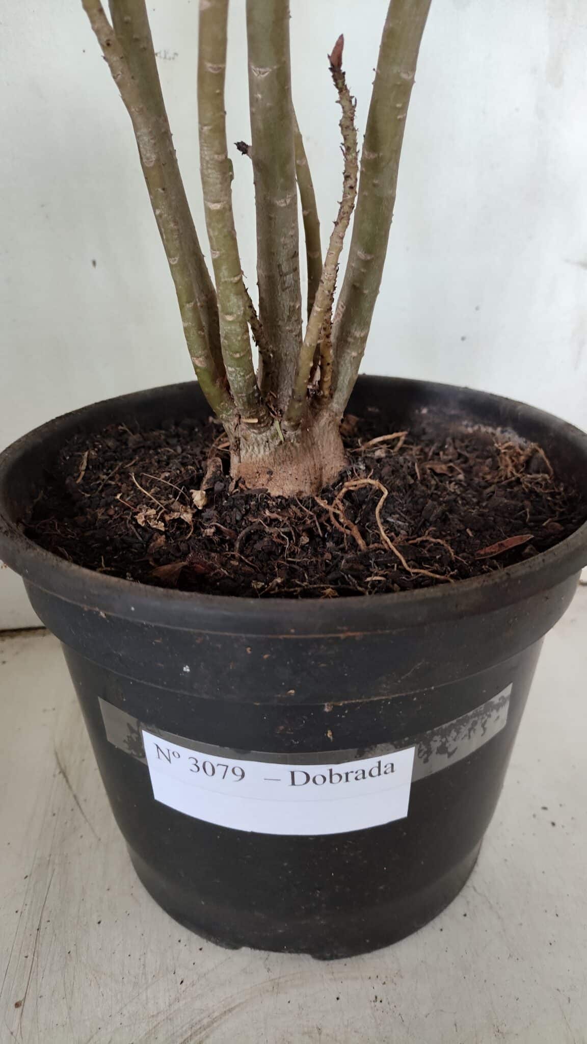 Planta Dobrada 3079 – 40cm – 03 anos