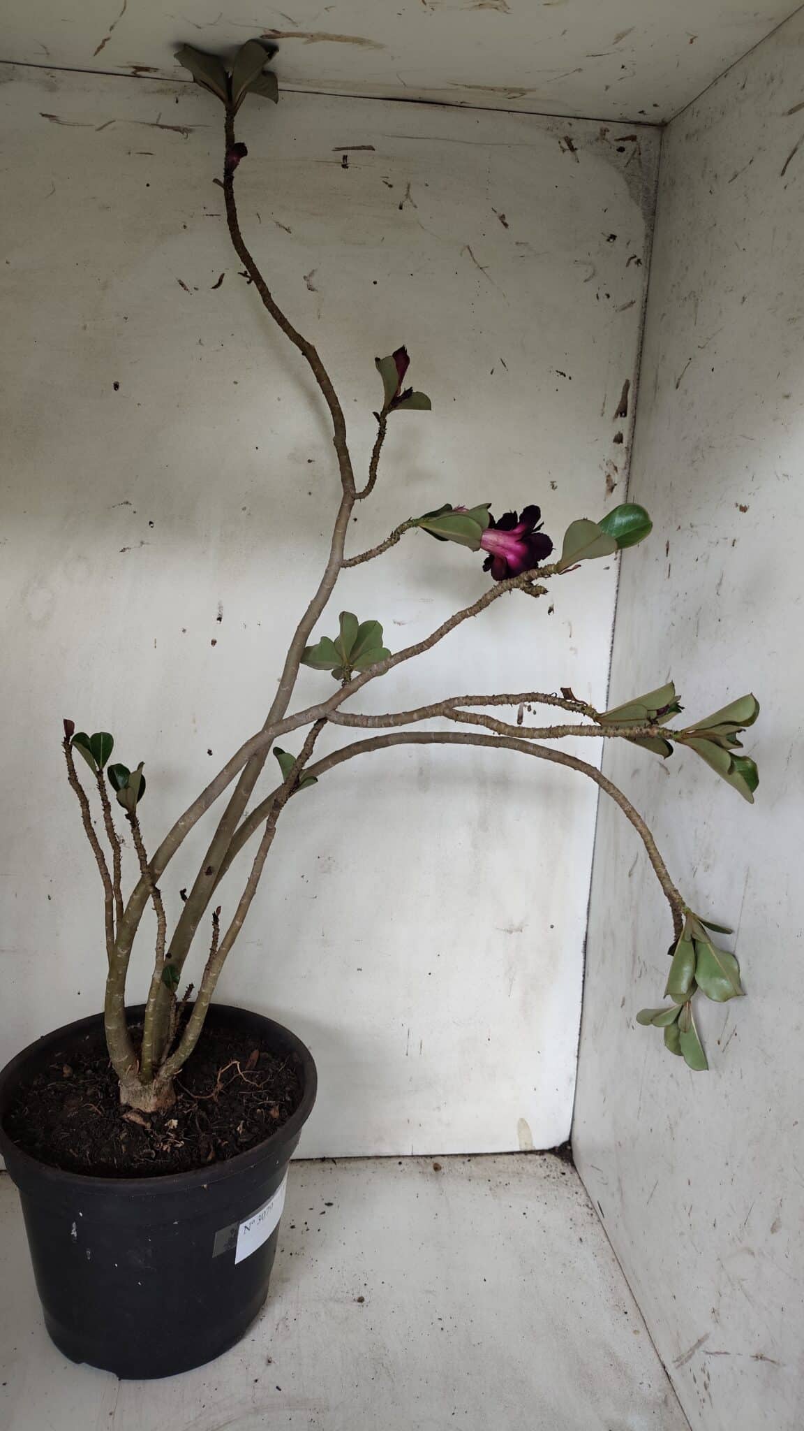 Planta Dobrada 3079 – 40cm – 03 anos