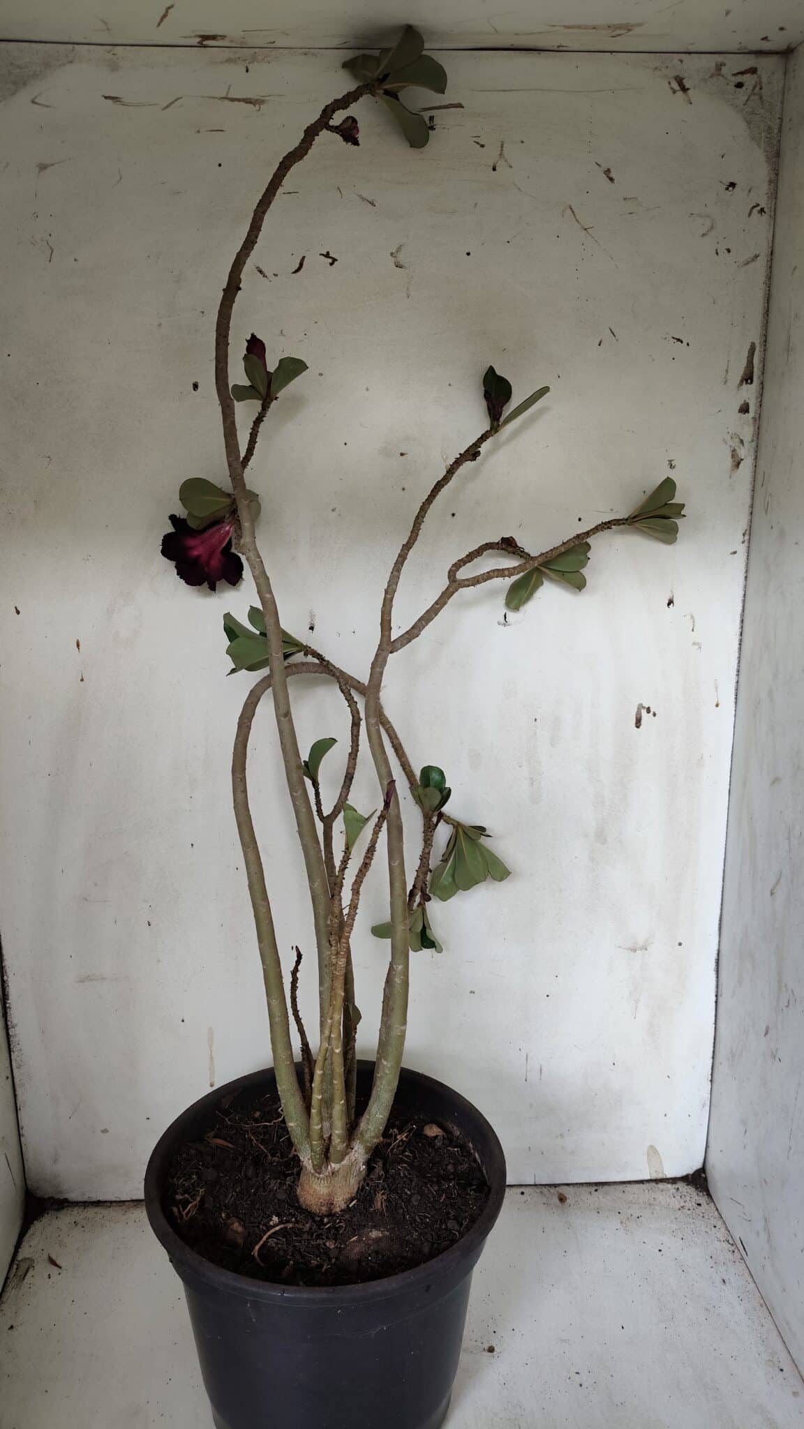 Planta Dobrada 3079 – 40cm – 03 anos