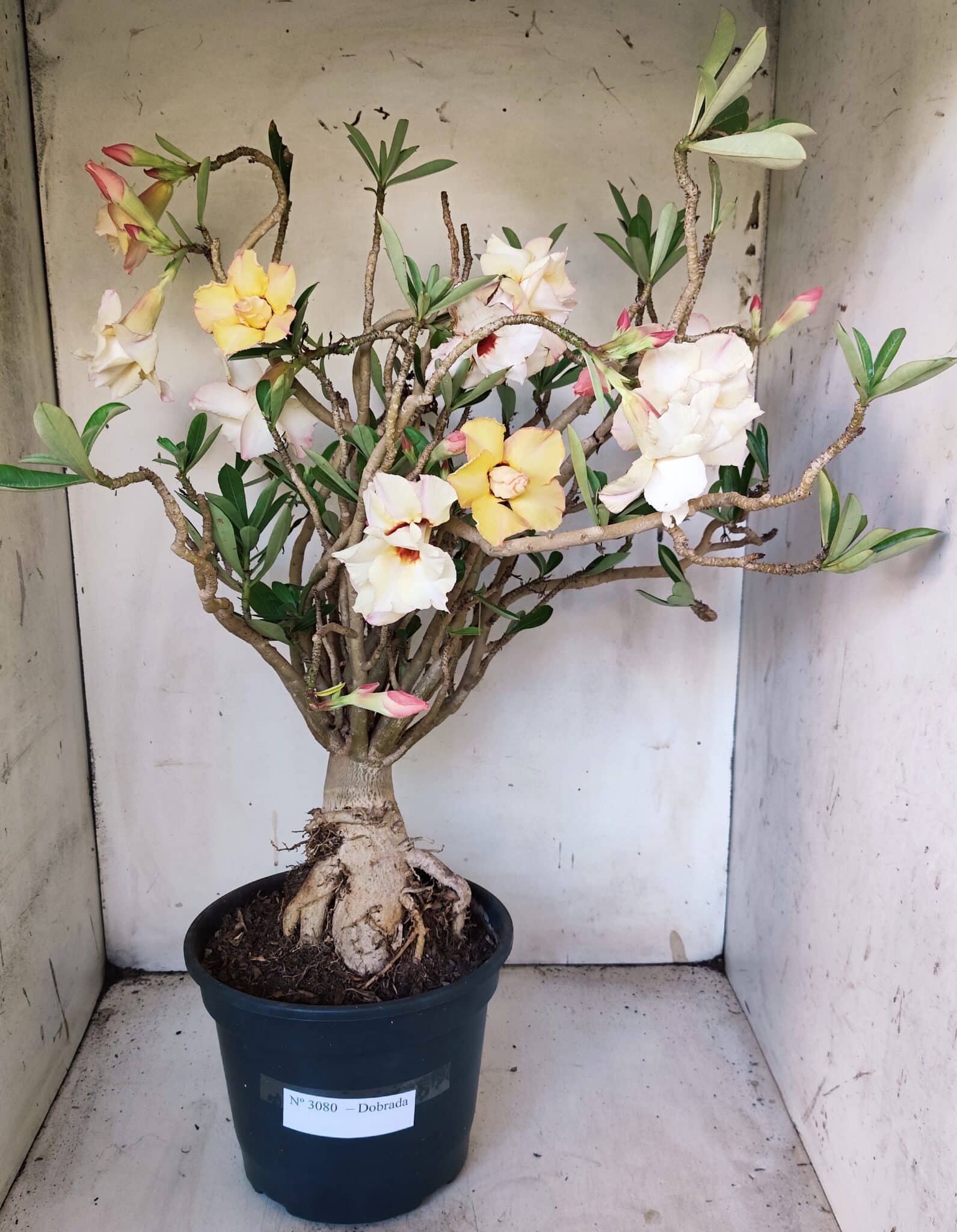 Planta Dobrada 3080 – 50cm – 05 anos