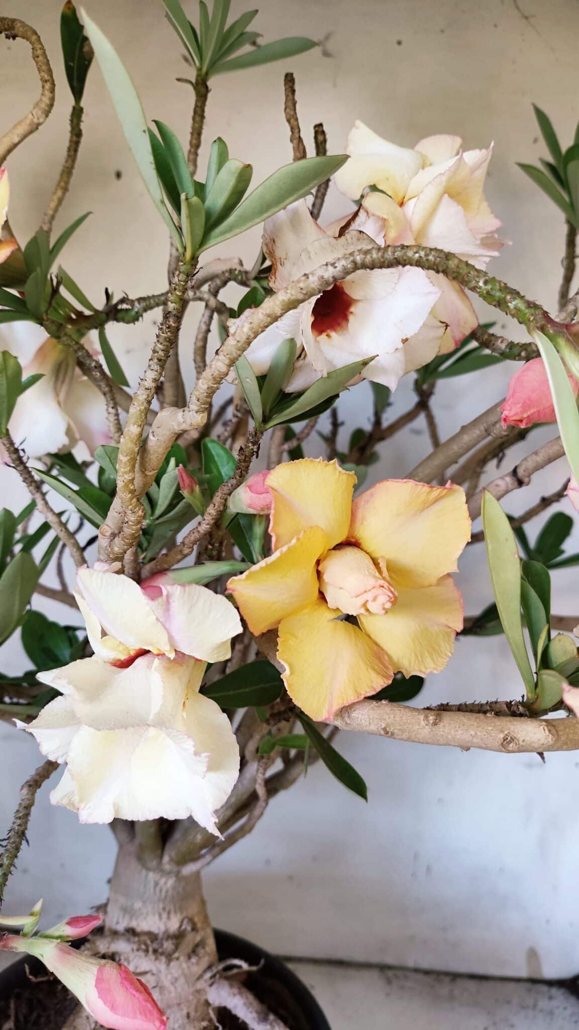 Planta Dobrada 3080 – 50cm – 05 anos