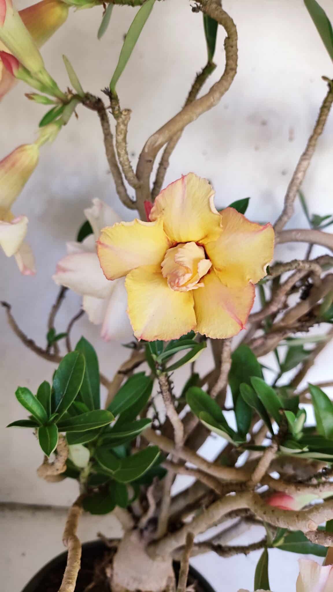 Planta Dobrada 3080 – 50cm – 05 anos