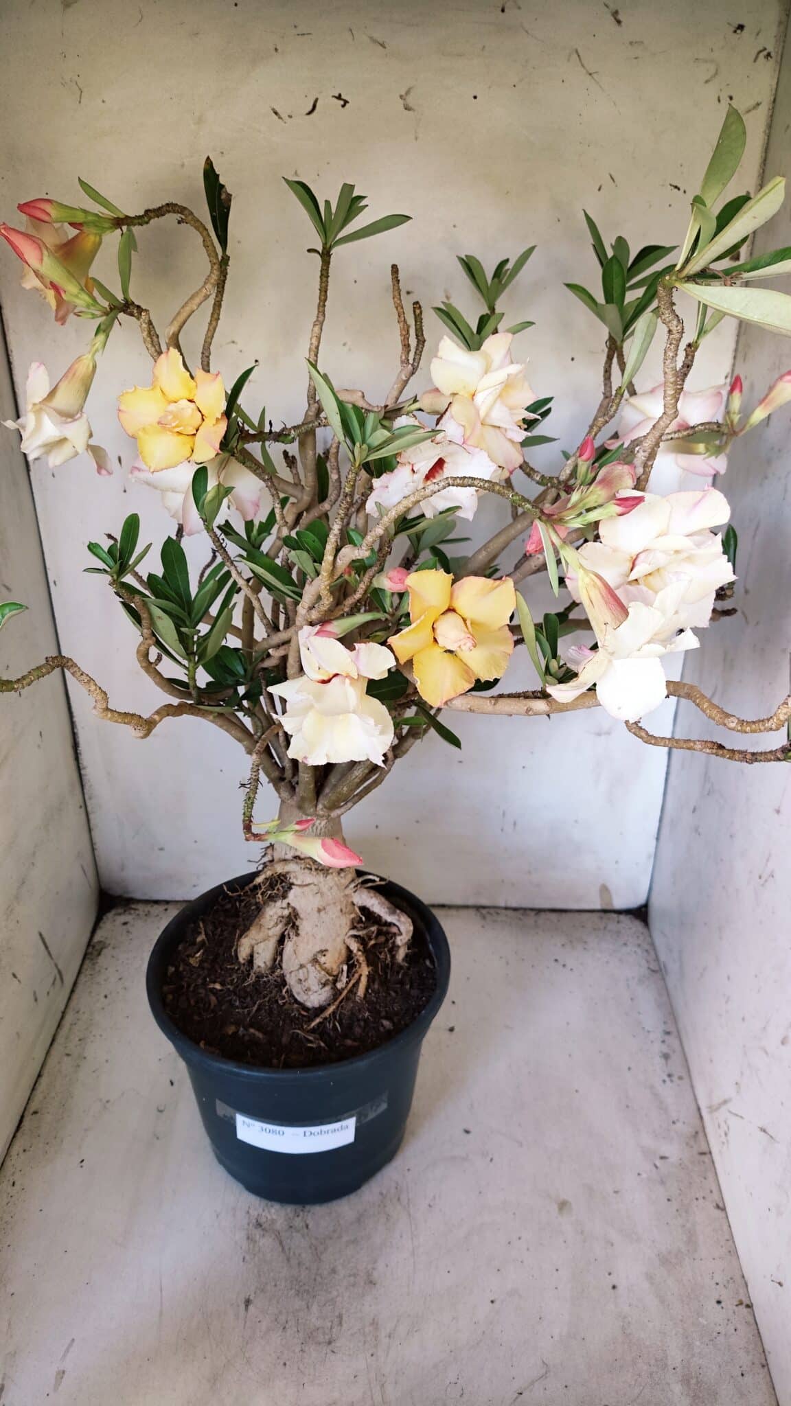 Planta Dobrada 3080 – 50cm – 05 anos