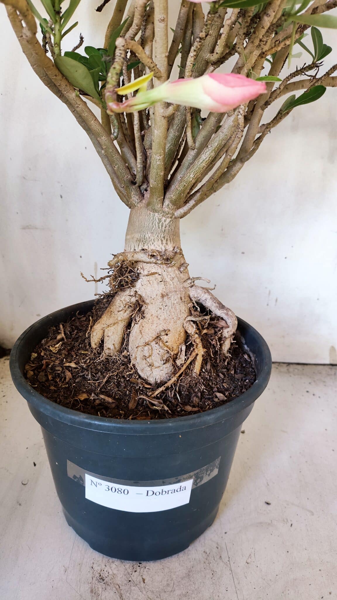 Planta Dobrada 3080 – 50cm – 05 anos