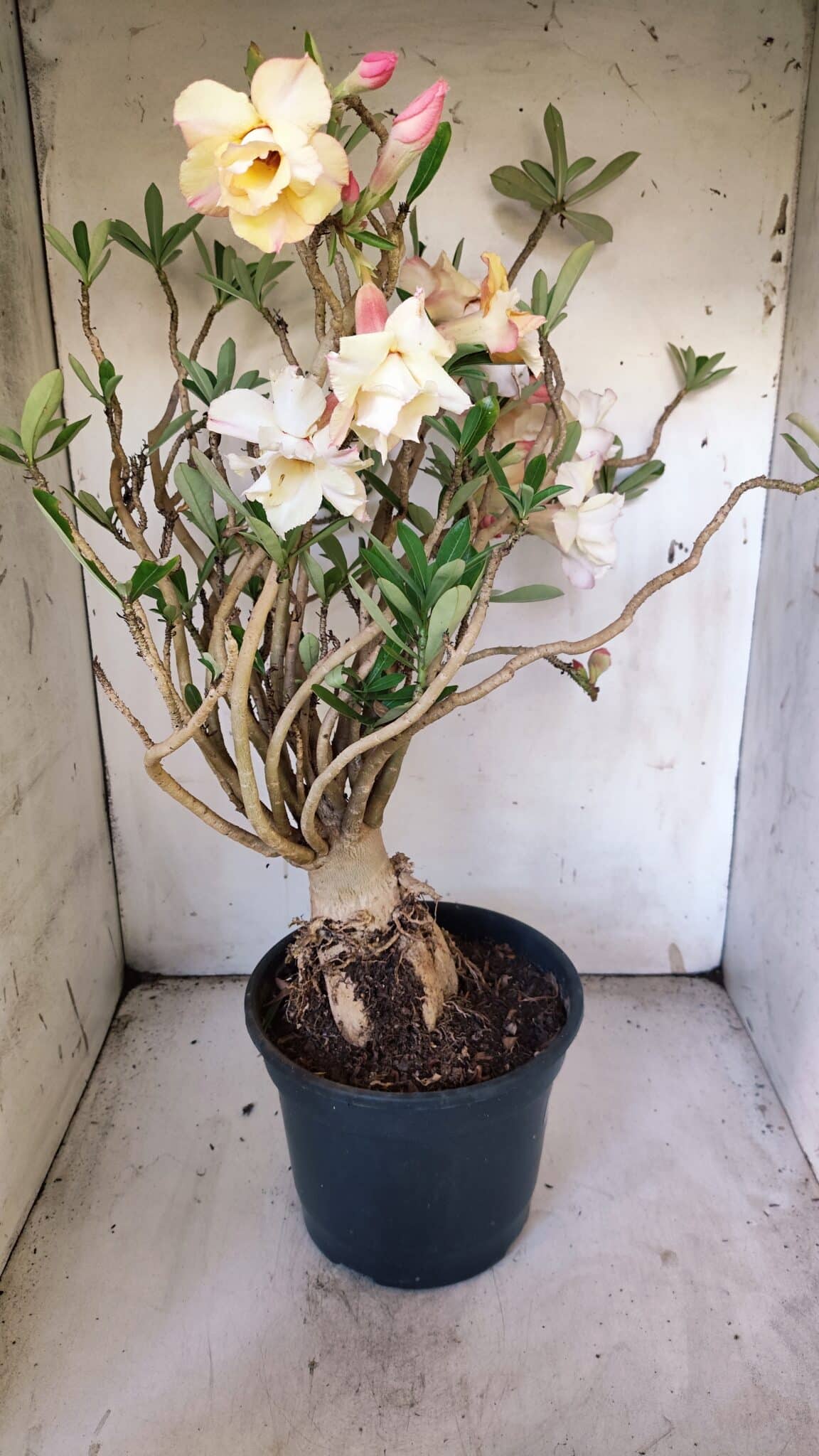 Planta Dobrada 3080 – 50cm – 05 anos