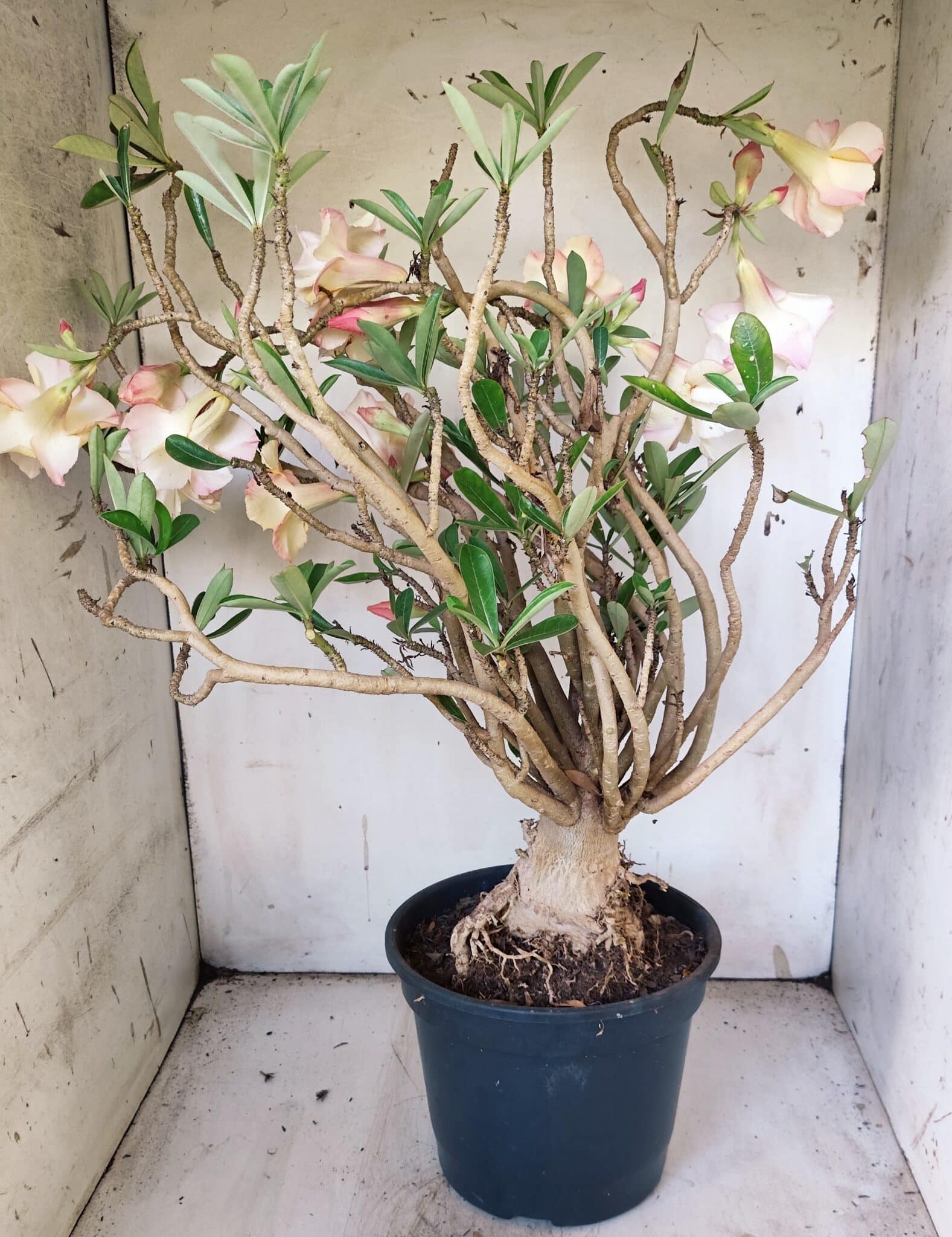Planta Dobrada 3080 – 50cm – 05 anos