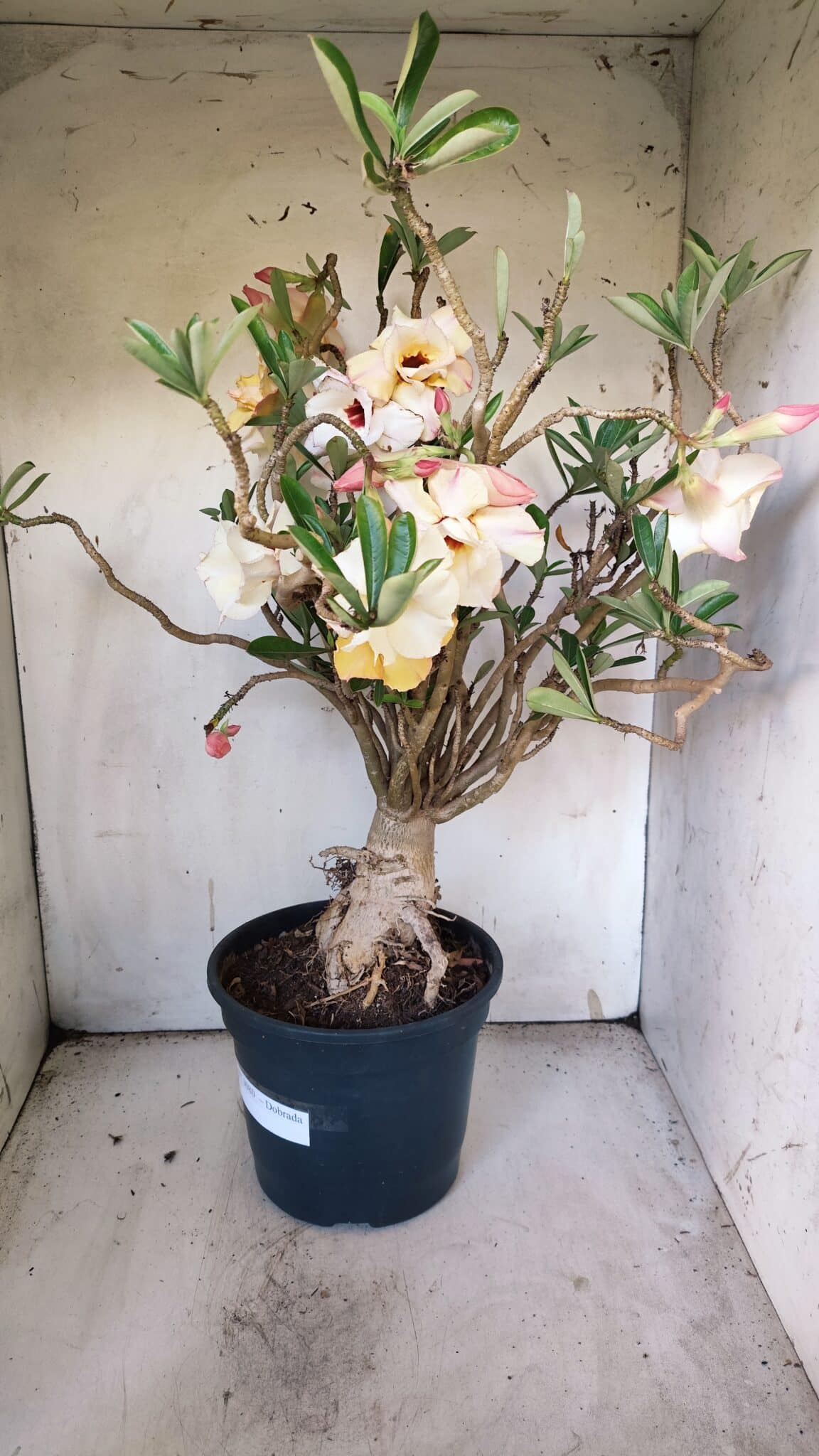 Planta Dobrada 3080 – 50cm – 05 anos