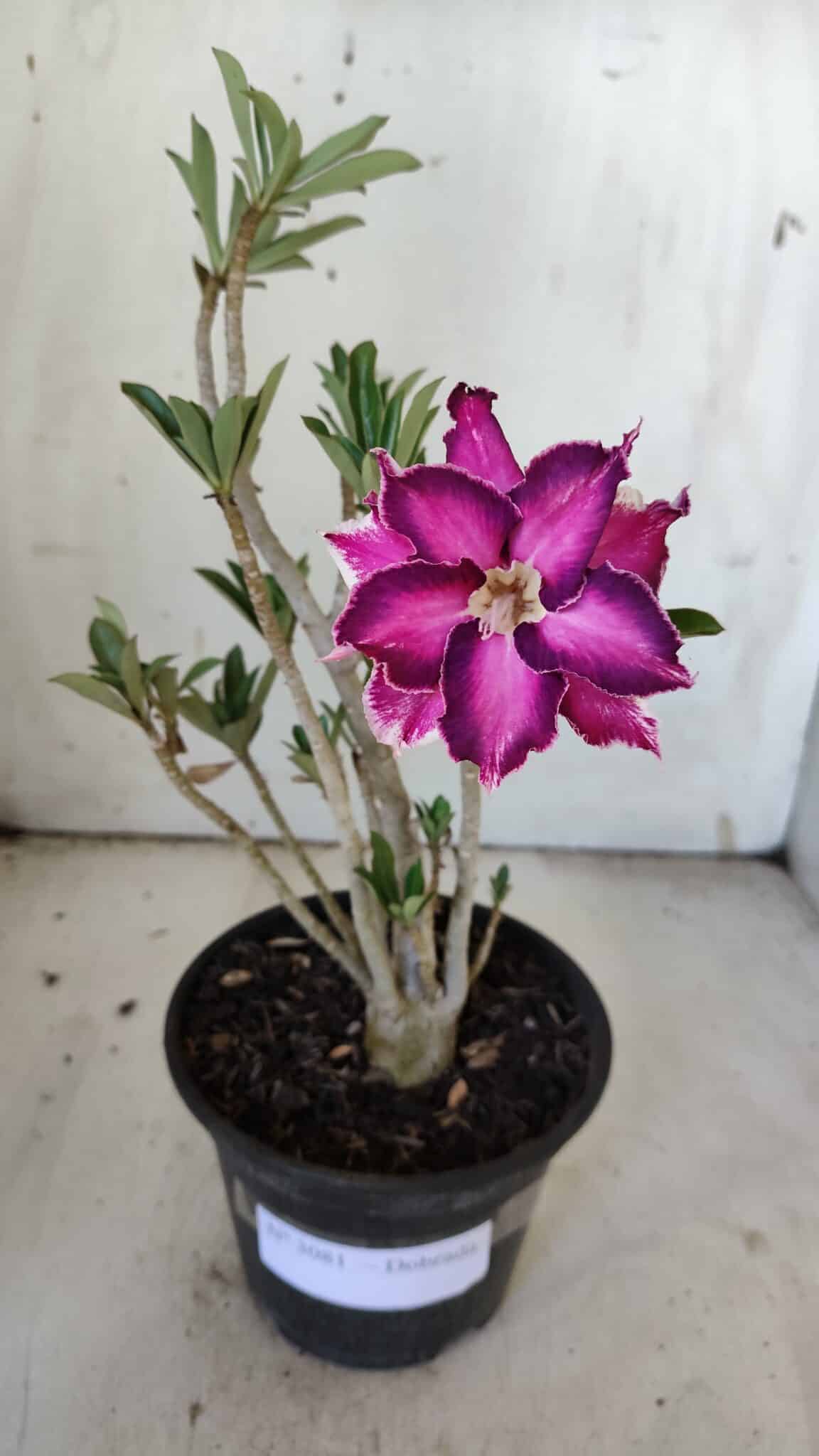 Planta Dobrada 3081 – 30cm – 02 anos
