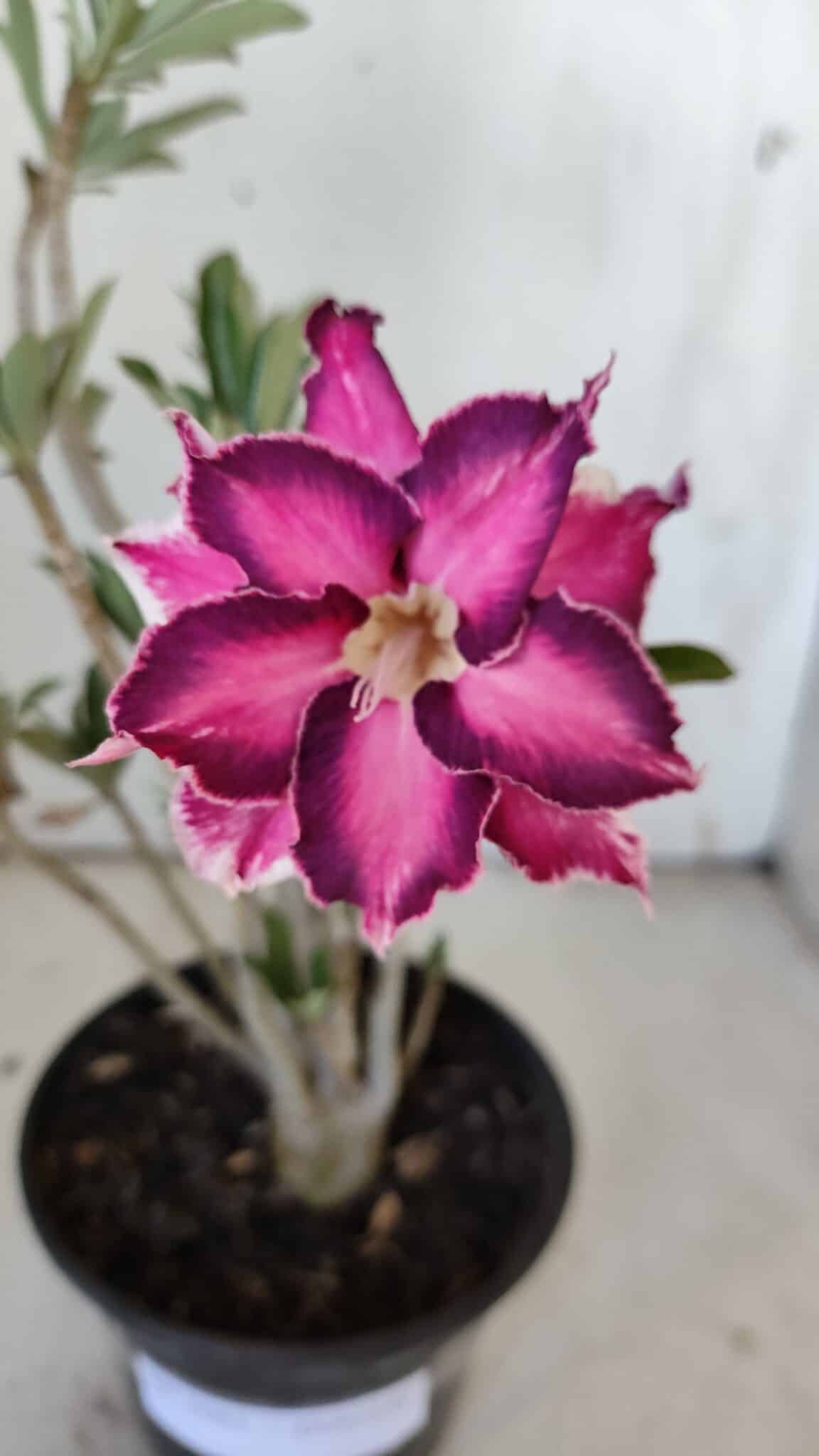 Planta Dobrada 3081 – 30cm – 02 anos