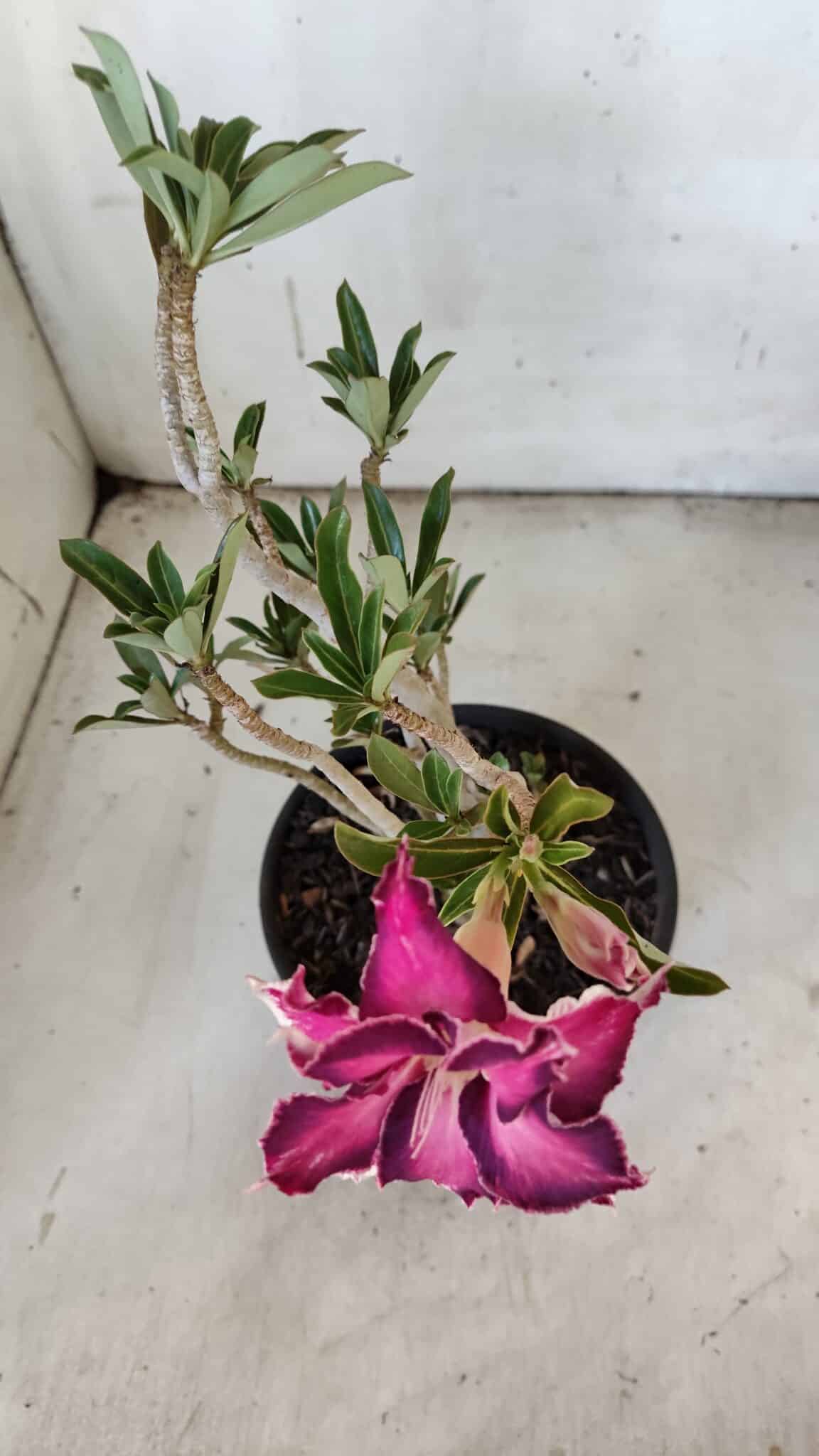 Planta Dobrada 3081 – 30cm – 02 anos