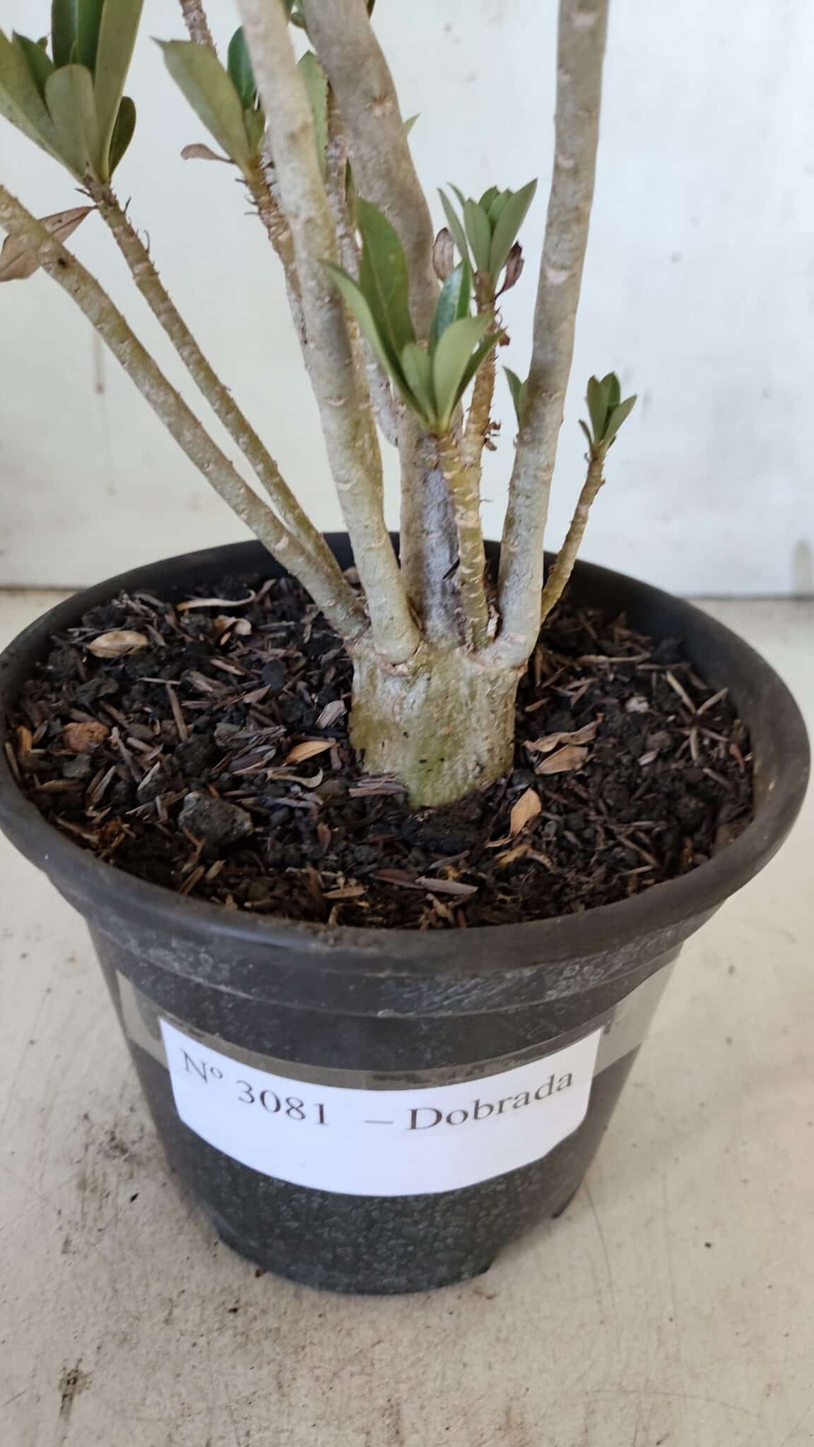 Planta Dobrada 3081 – 30cm – 02 anos