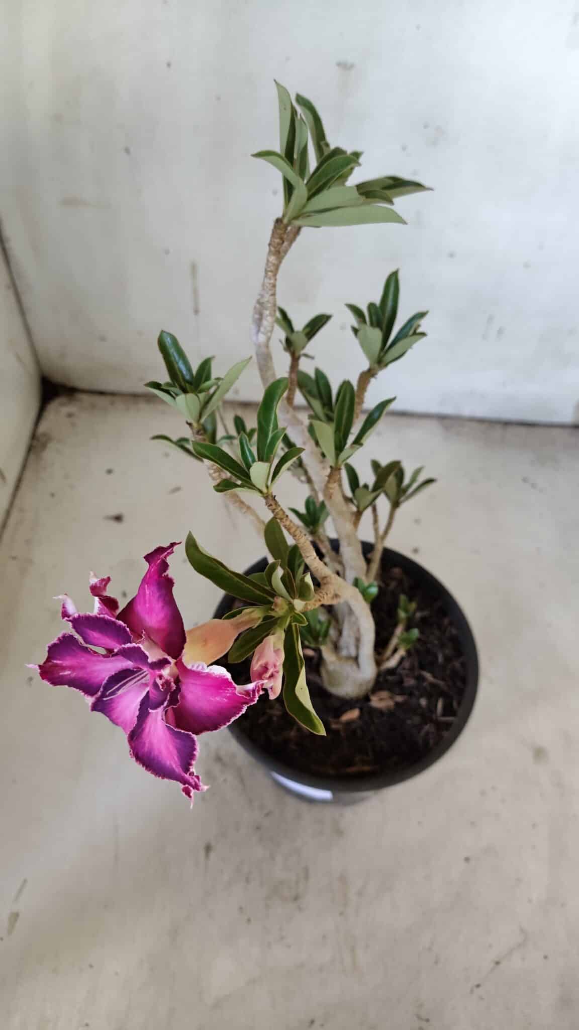 Planta Dobrada 3081 – 30cm – 02 anos