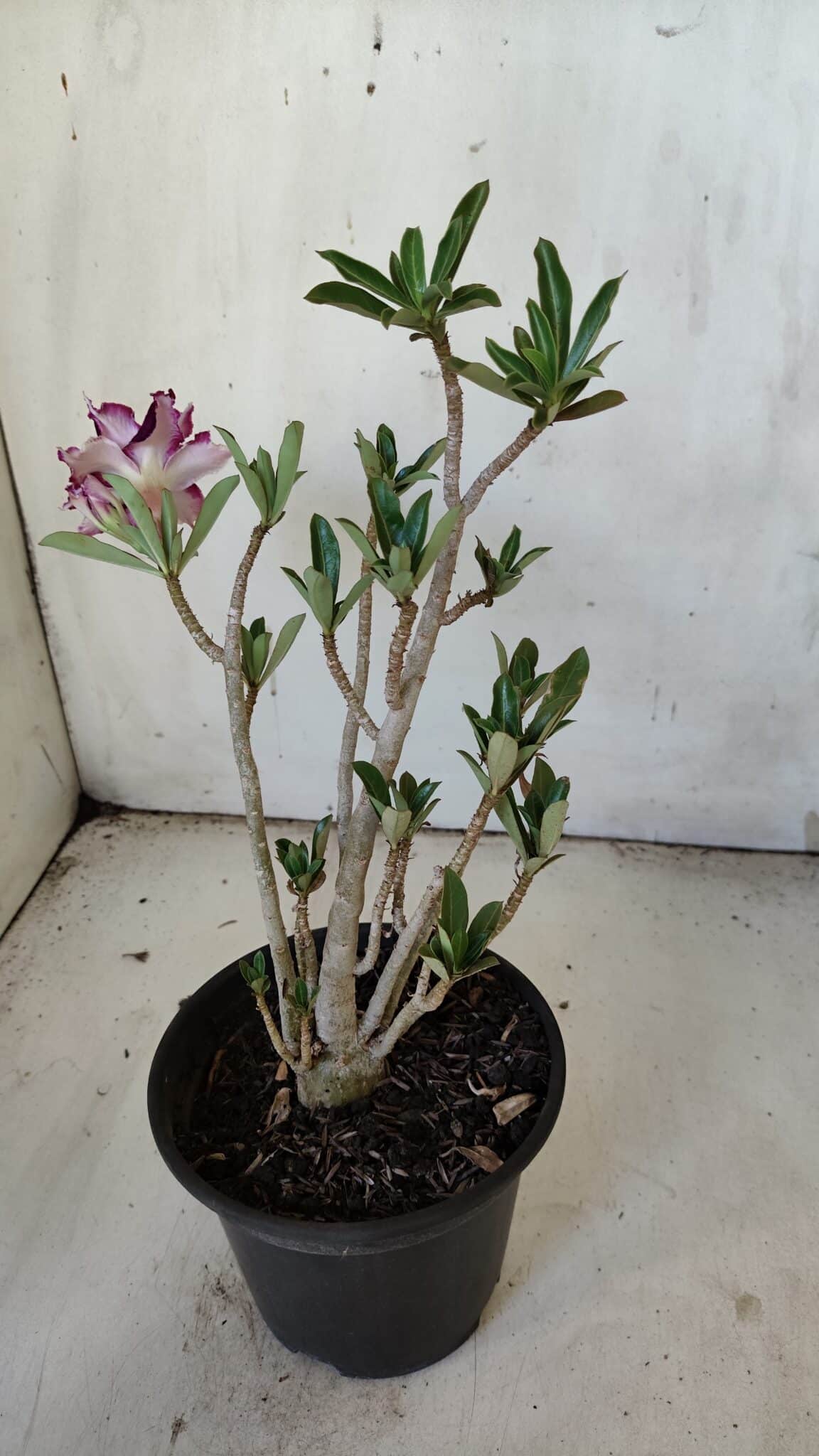 Planta Dobrada 3081 – 30cm – 02 anos