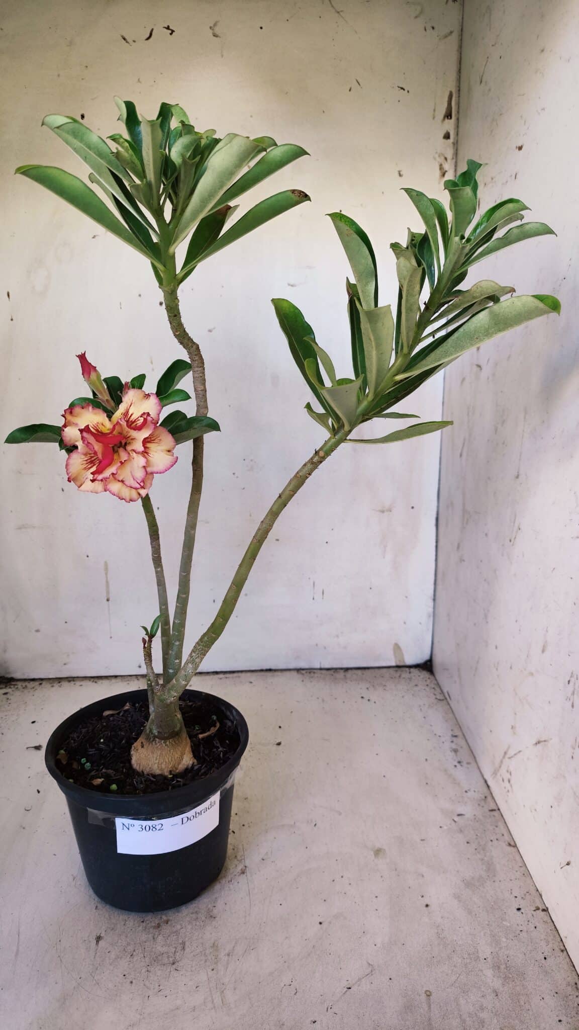Planta Dobrada 3082 – 30cm – 03 anos