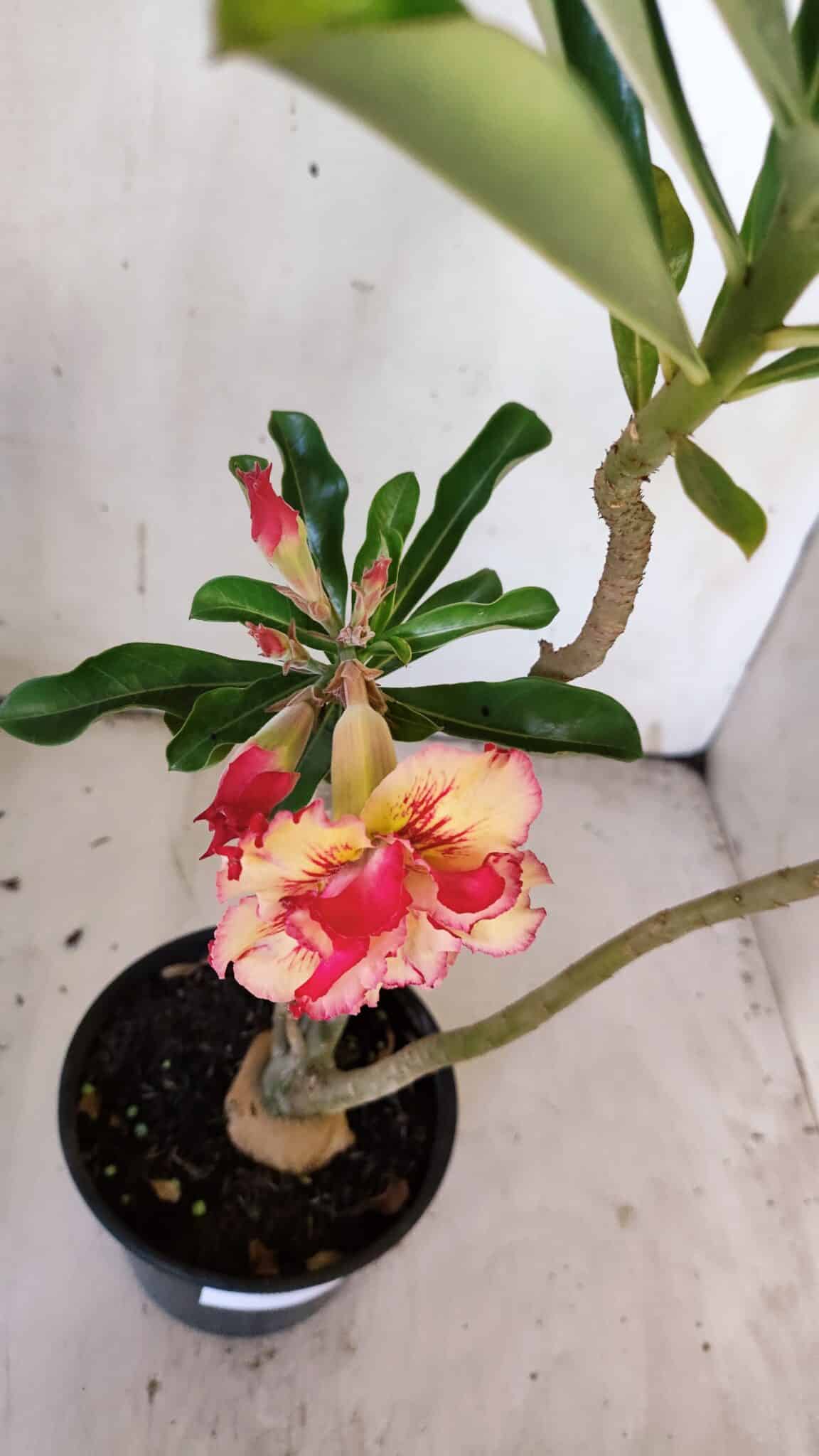 Planta Dobrada 3082 – 30cm – 03 anos