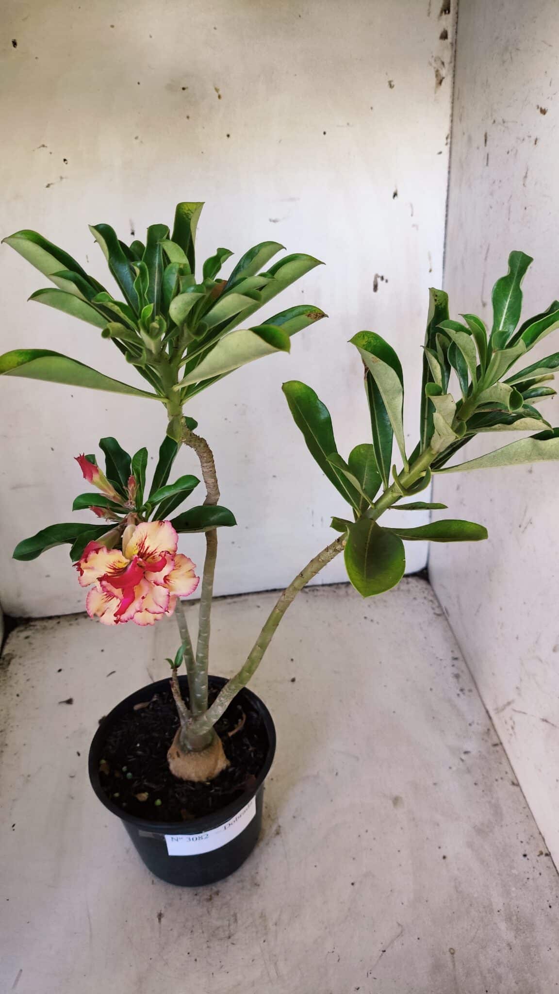 Planta Dobrada 3082 – 30cm – 03 anos