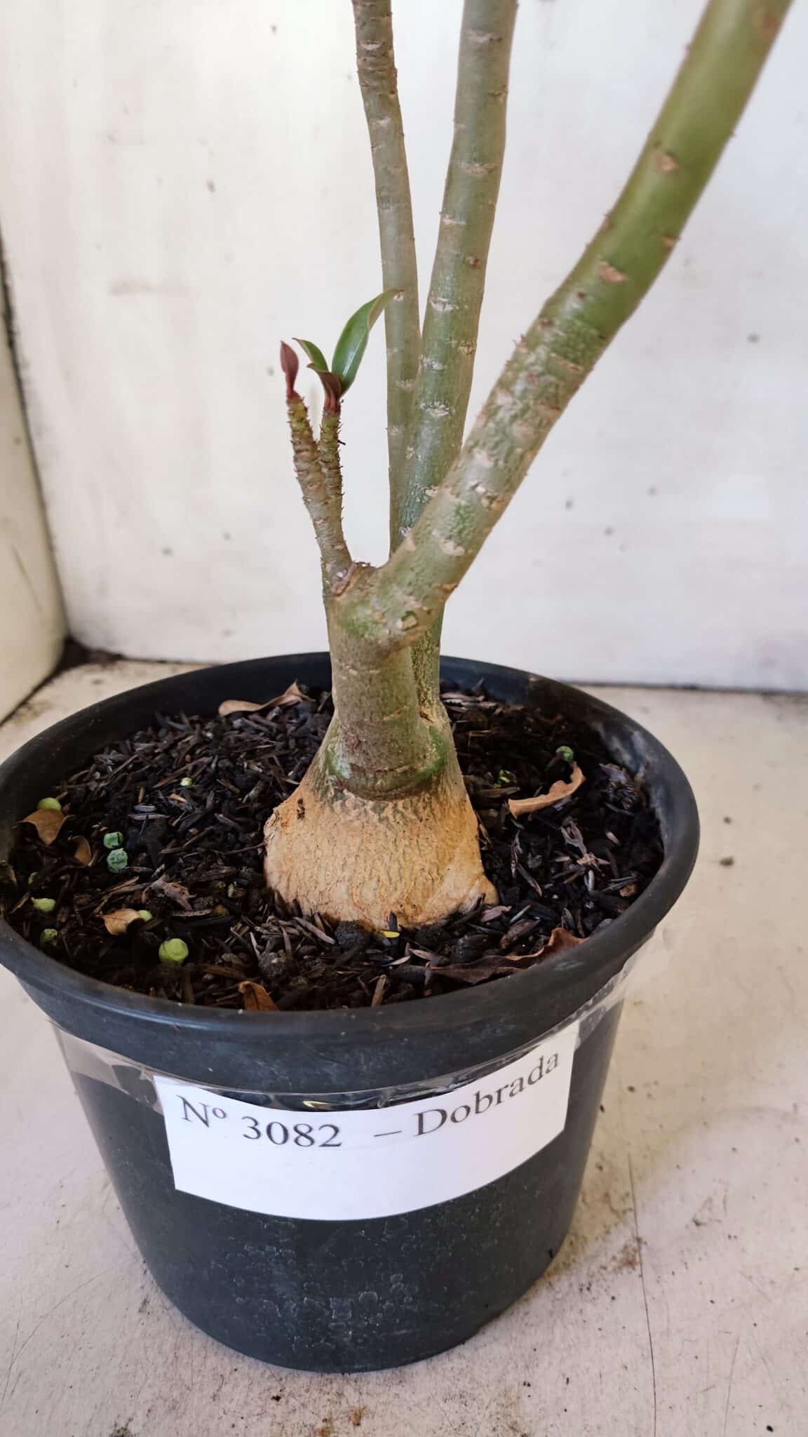 Planta Dobrada 3082 – 30cm – 03 anos
