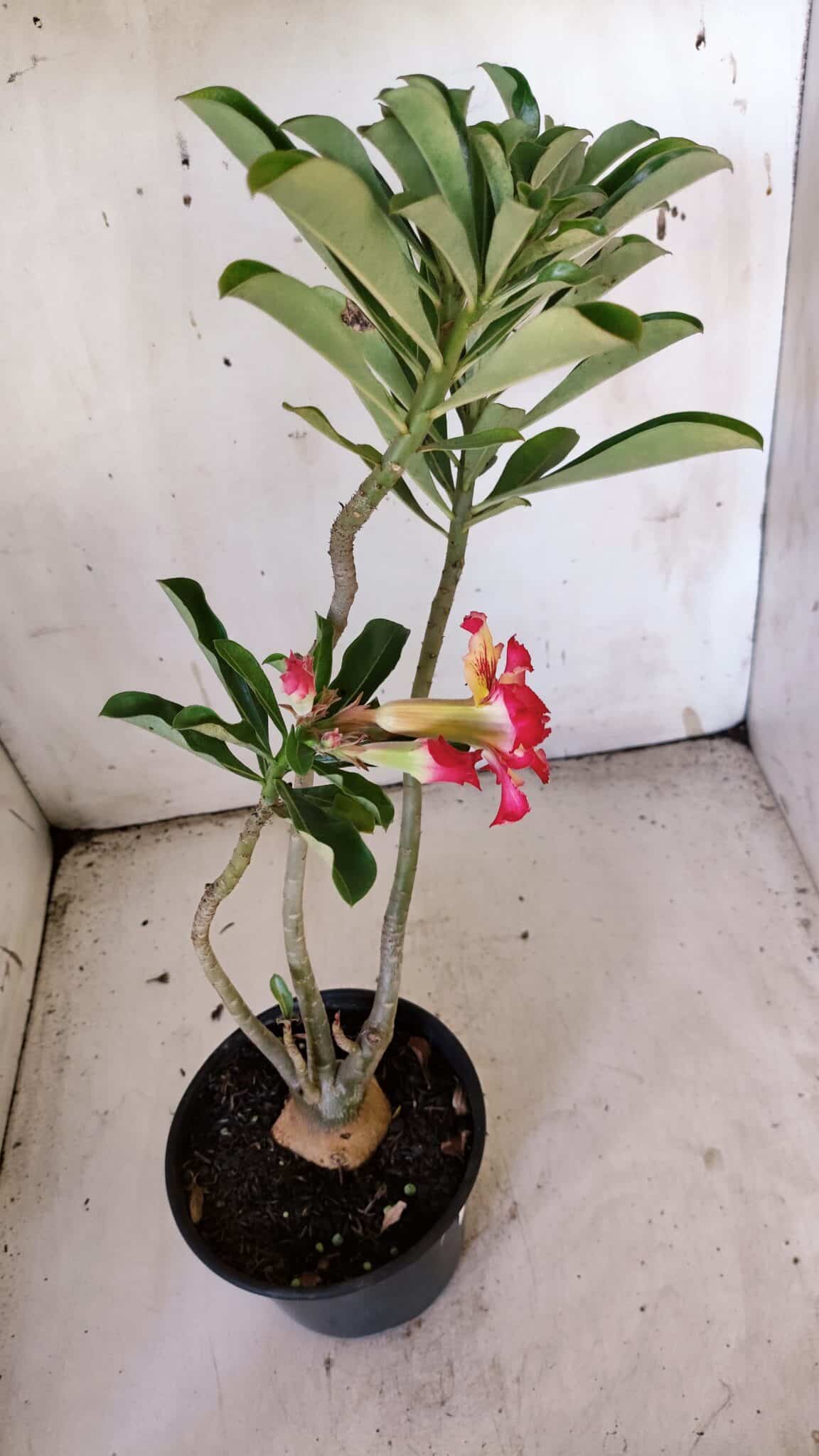 Planta Dobrada 3082 – 30cm – 03 anos