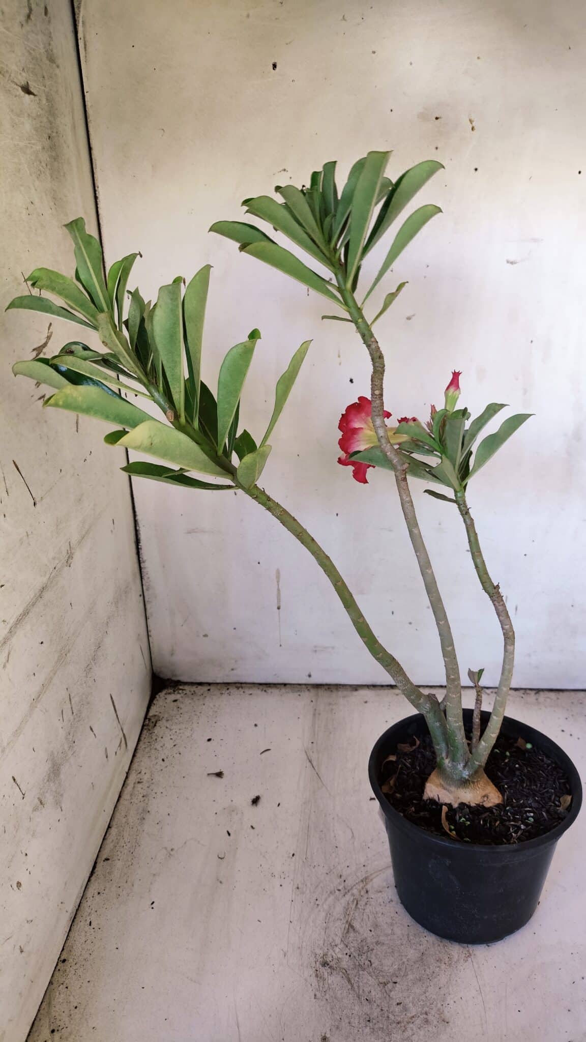 Planta Dobrada 3082 – 30cm – 03 anos