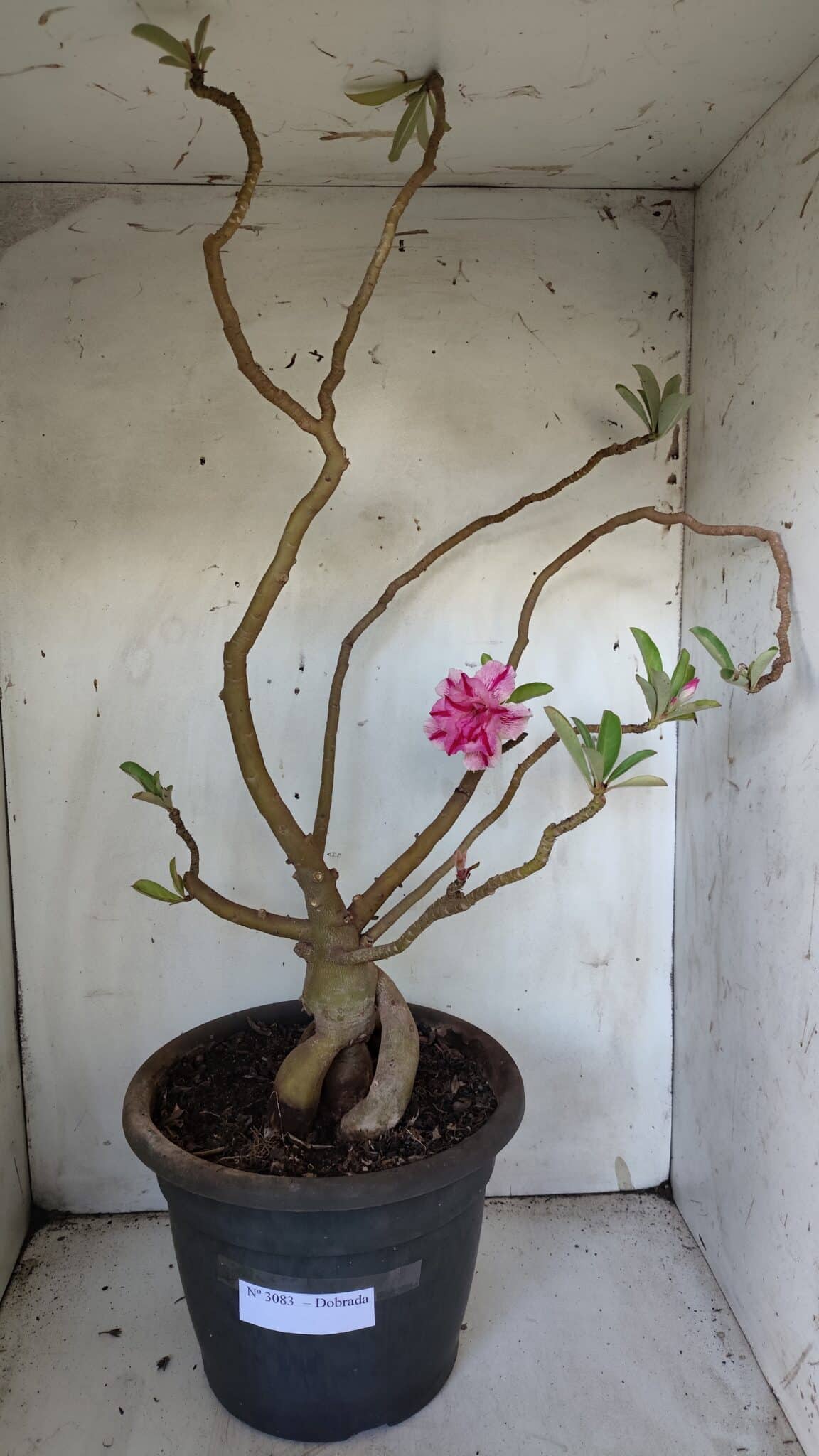Planta Dobrada 3083 – 55cm – 04 anos