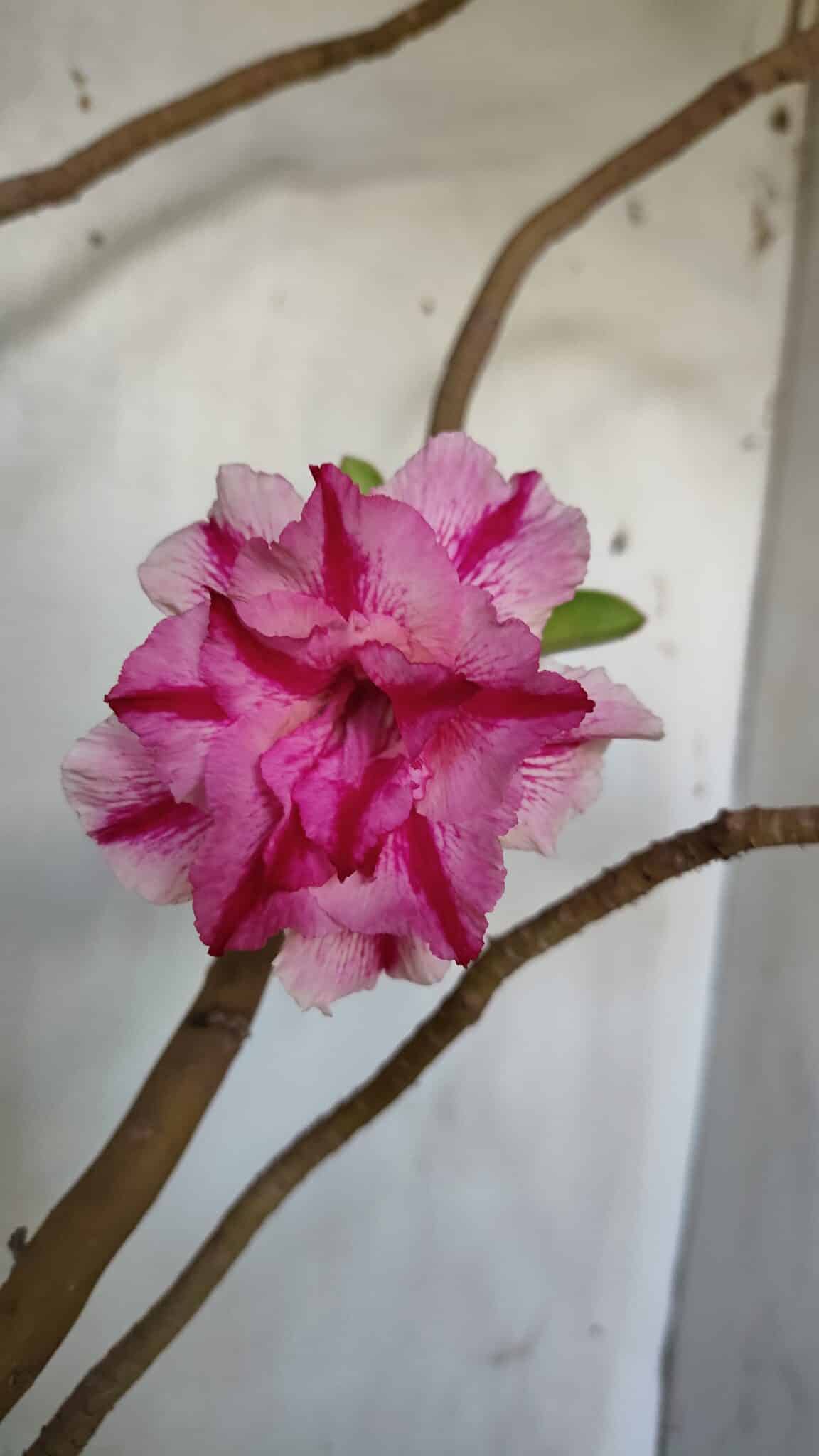 Planta Dobrada 3083 – 55cm – 04 anos